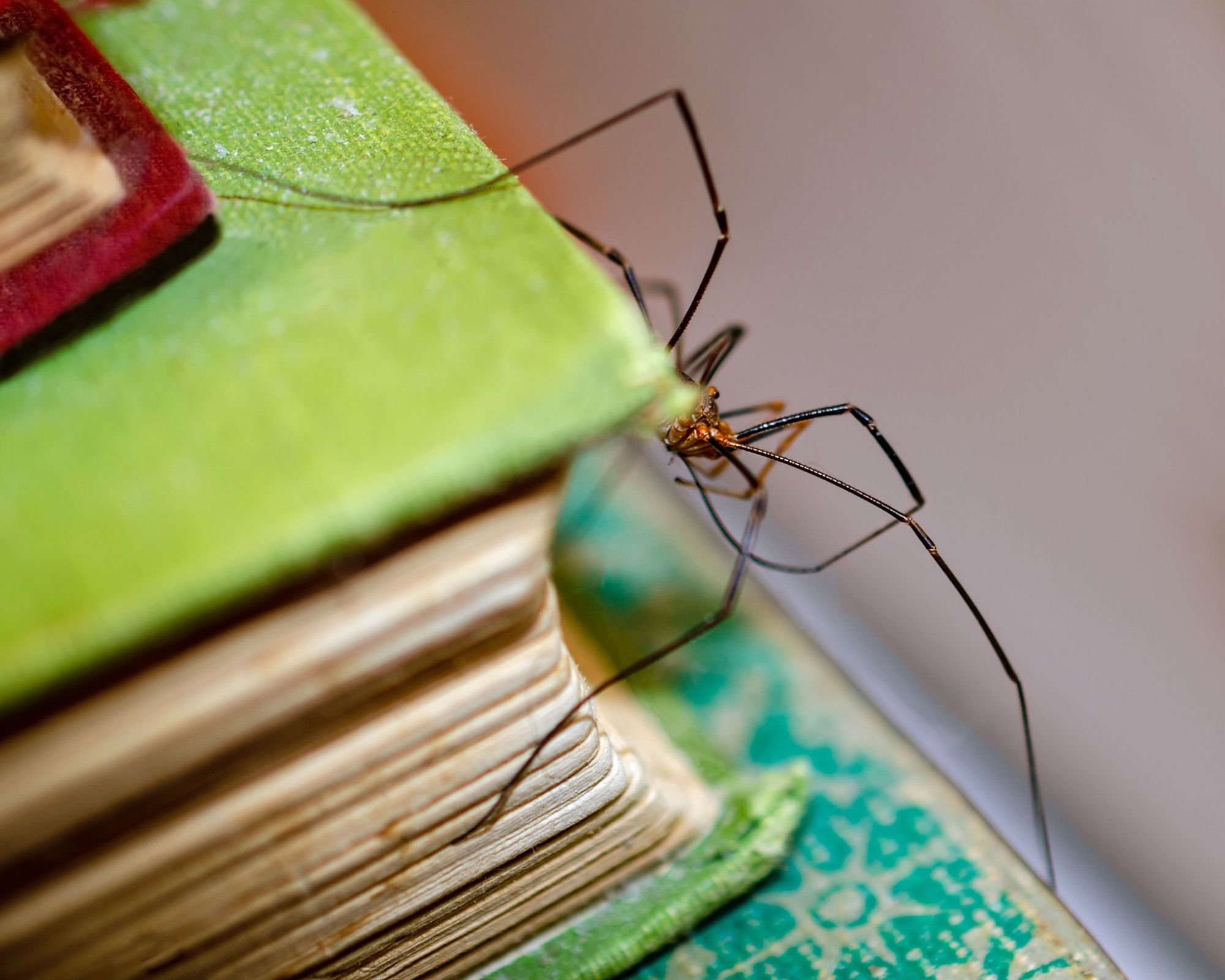 A black-legged harvestman climbs a stack of vintage books, red, green, and blue green. Most of the harvestman's body is hidden behind the old pages, but his long, black legs serve to identify him.(The World's 100 Best Short Stories, Greenmantle, and The Cry and the Covenant shown here.)