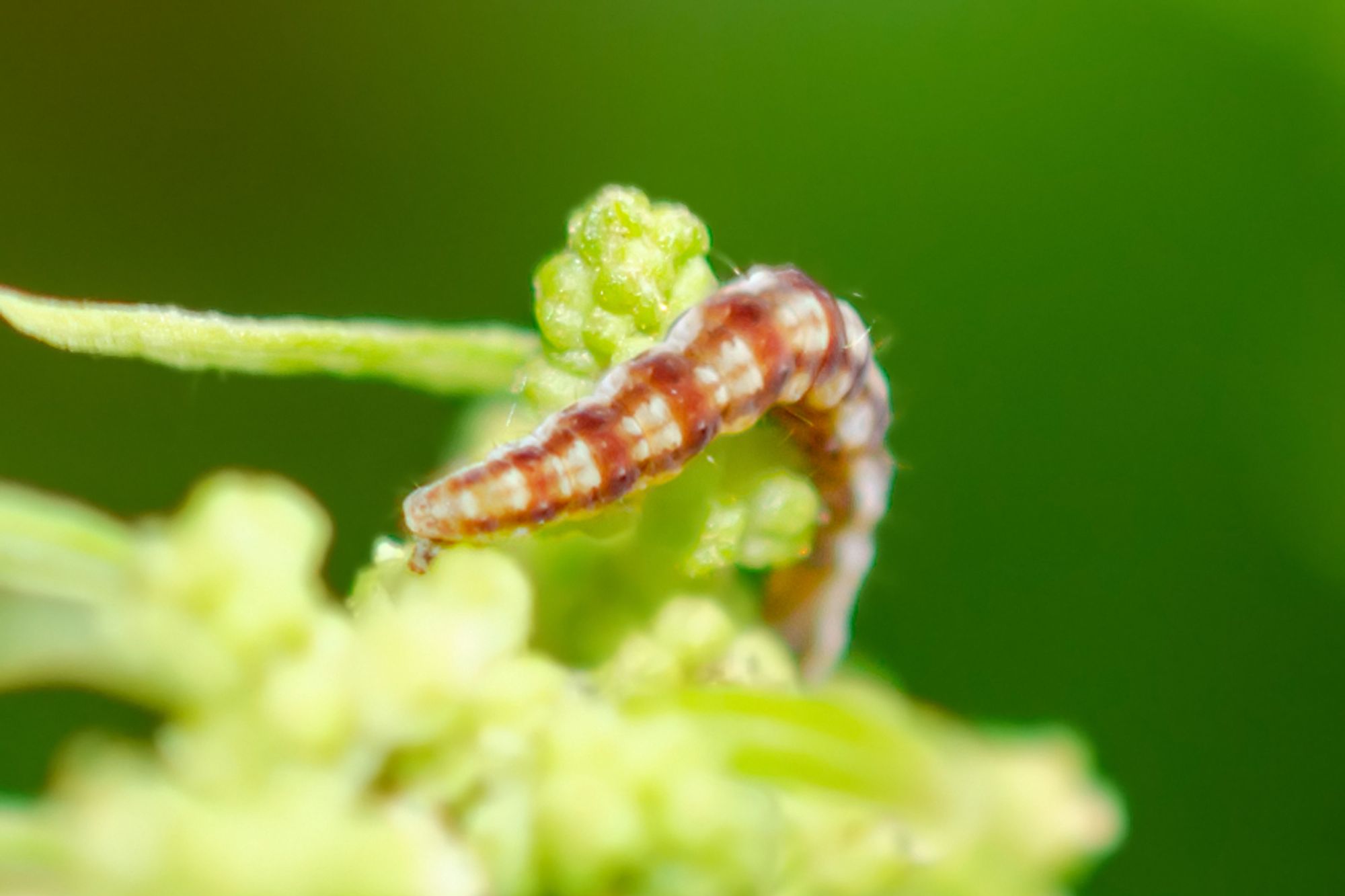 Caterpillar dressed in a pattern of brown stripes, wide along the sides, a very narrow stripe down the centre back, with crossing stripes in the same brown, with round "buttons" at each crossover point. The caterpillar is escaping the camera, curving down over the plant he's on, hiding his head. The plant is an epazote, going to seed. All very tiny: the caterpillar is about 9 mm. long.