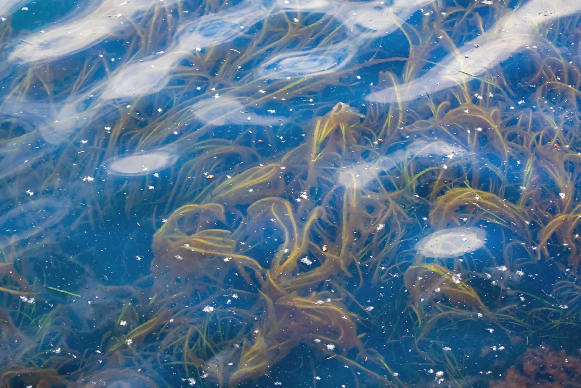 Yellowish algae, underwater. Central stems, then either blades or another attached alga along the sides. Blue water, with cottonwood or willow "cotton" floating on the surface.