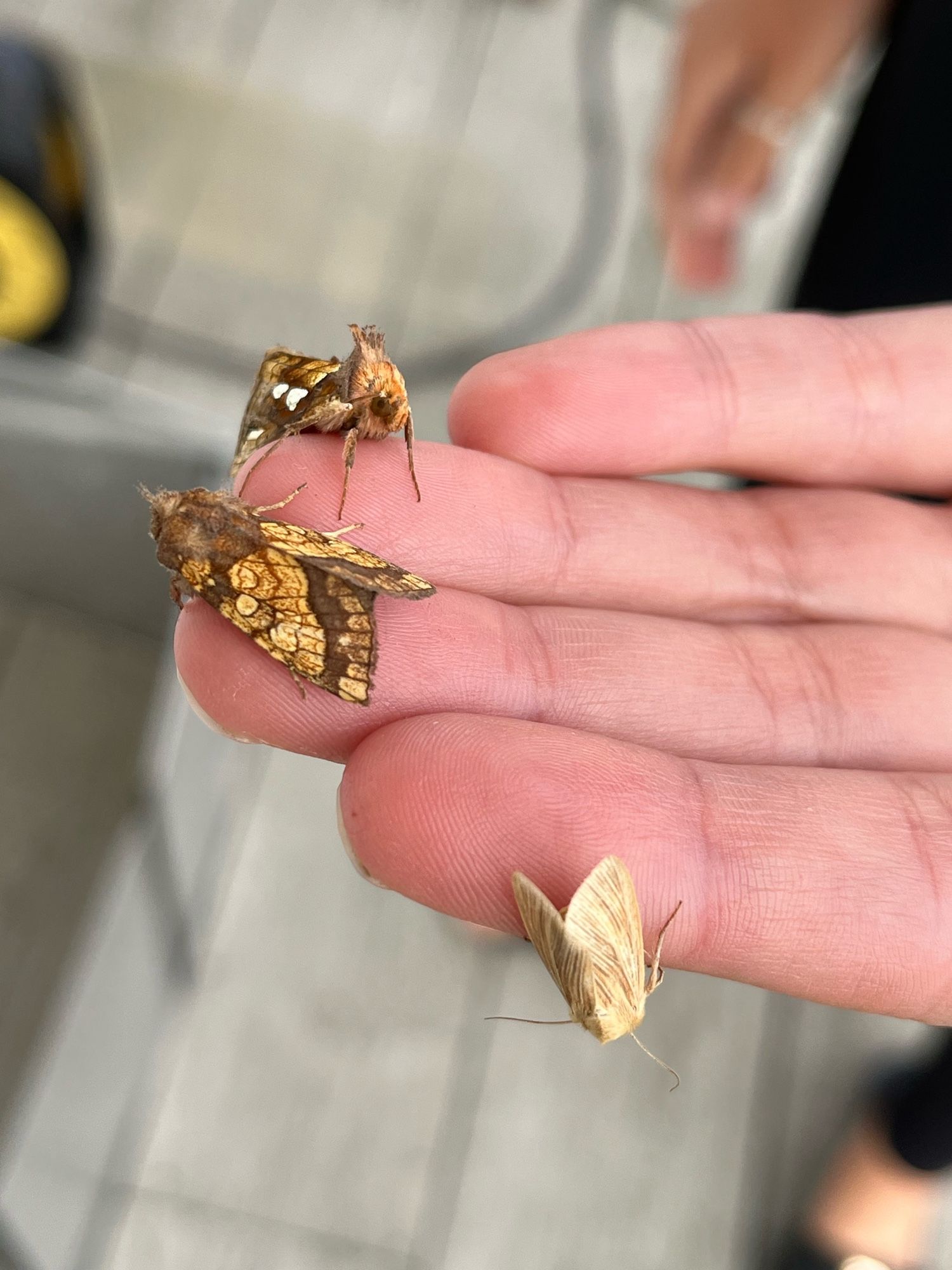 Gold spot, Frosted orange, Common wainscot