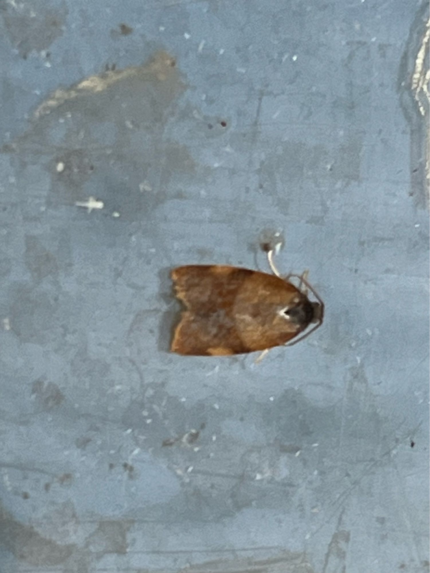 Carnation tortrix