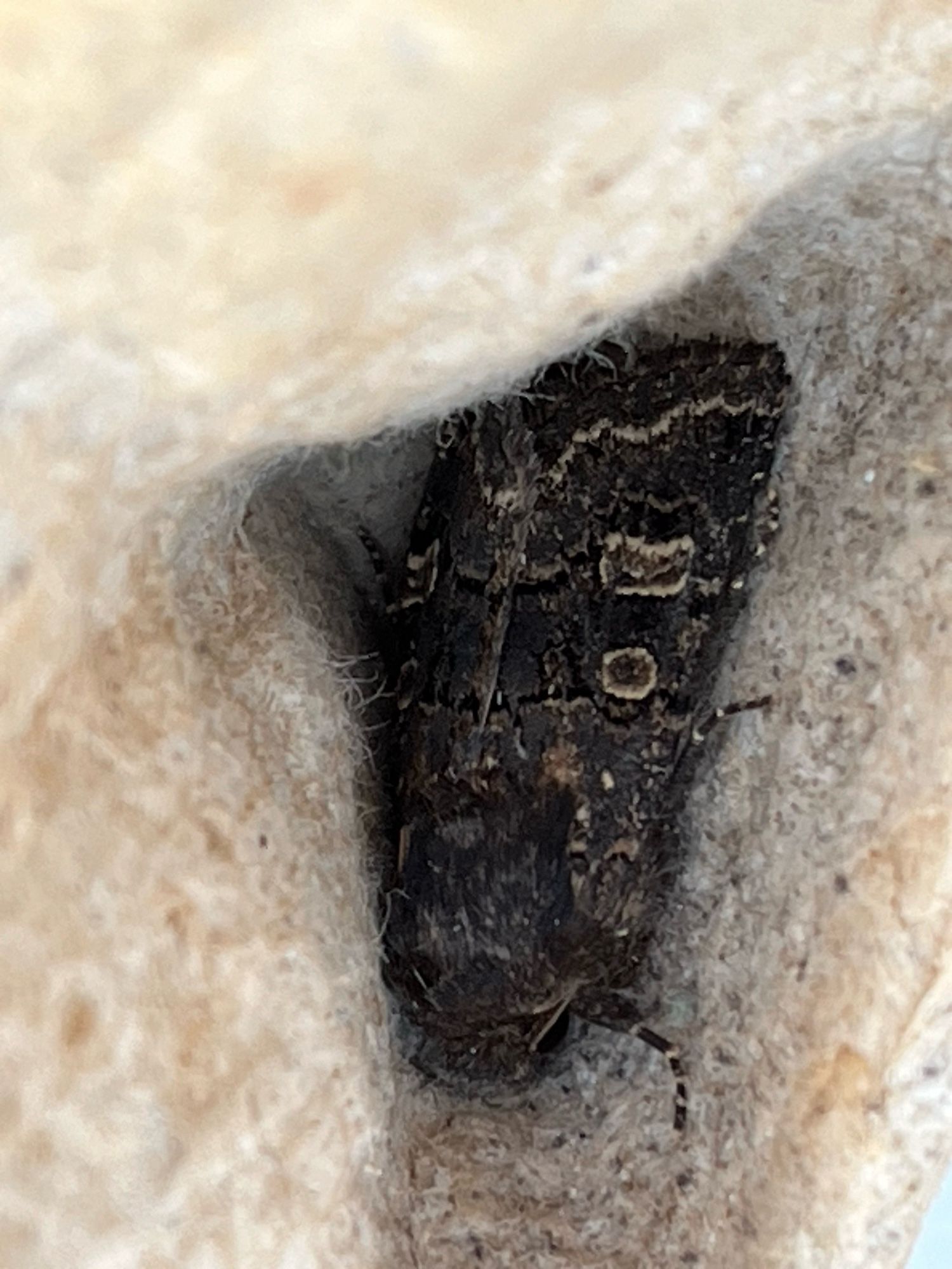 Hedge rustic