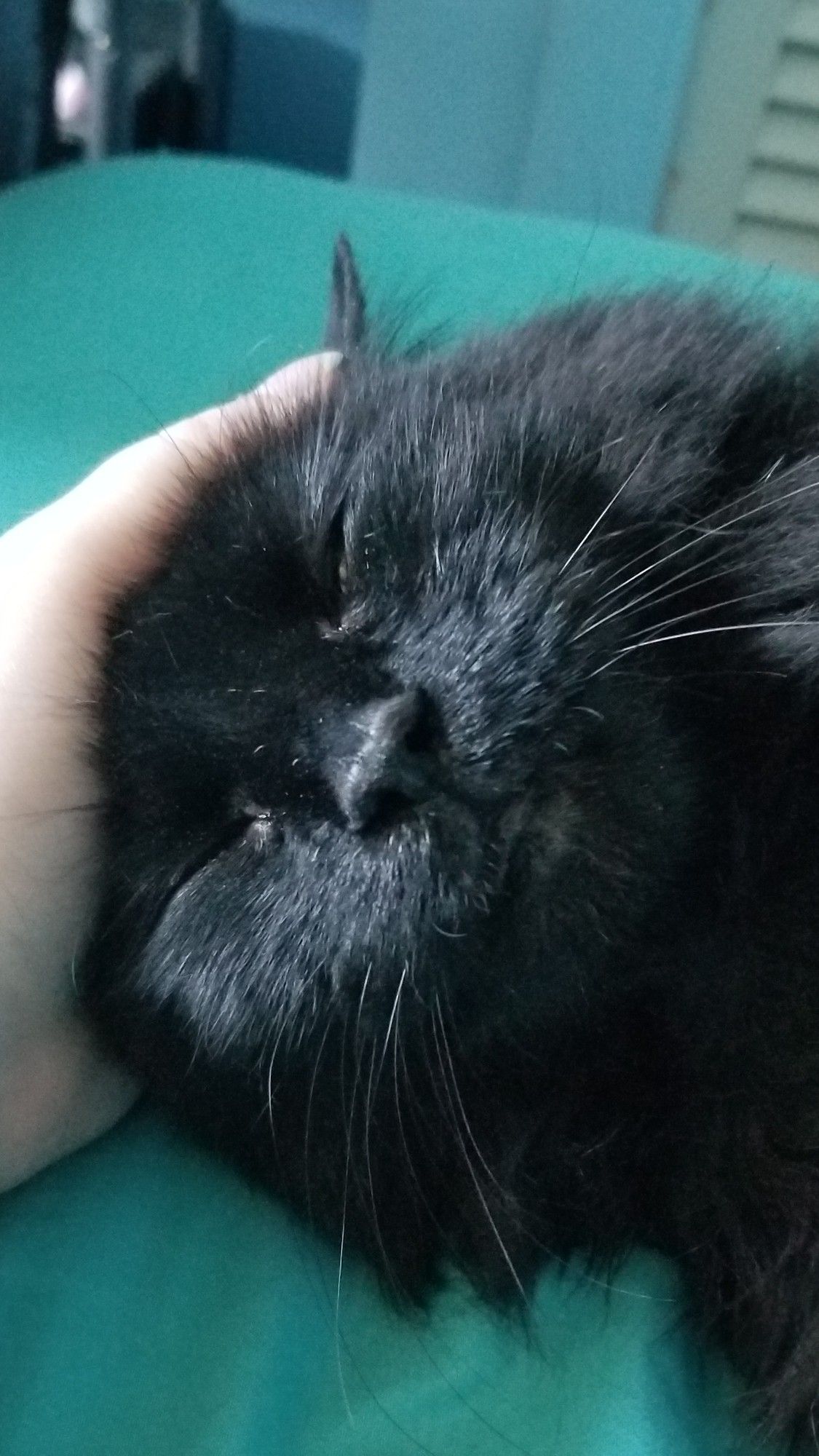 Me giving a fluffy black cat head pats
(This is Velvet)