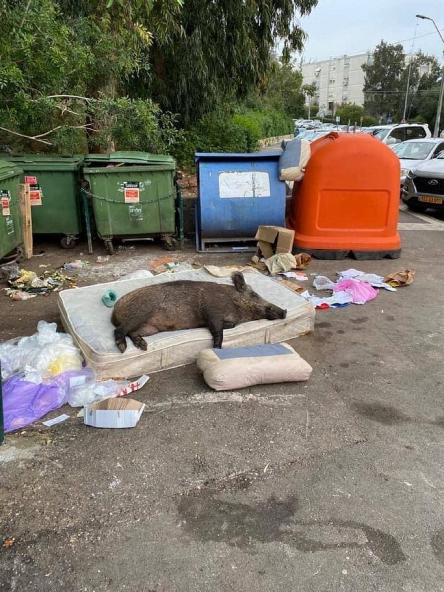 Boar lying on a mattress among some garbage