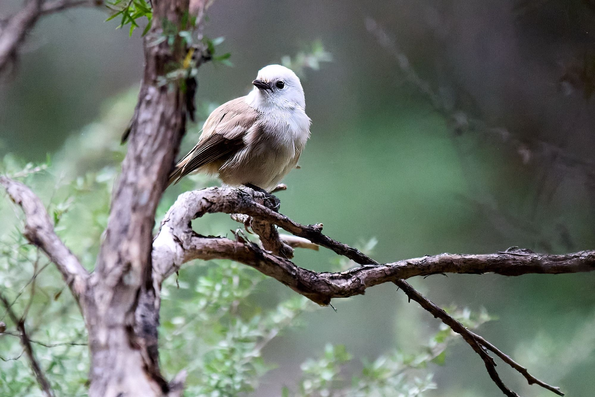 Small bird in centre of frame, perched on branch. Head is tilted to the left, showing its white head, black eye and beak. Darker brown dorsal feathers. In background is defocused vegetation.