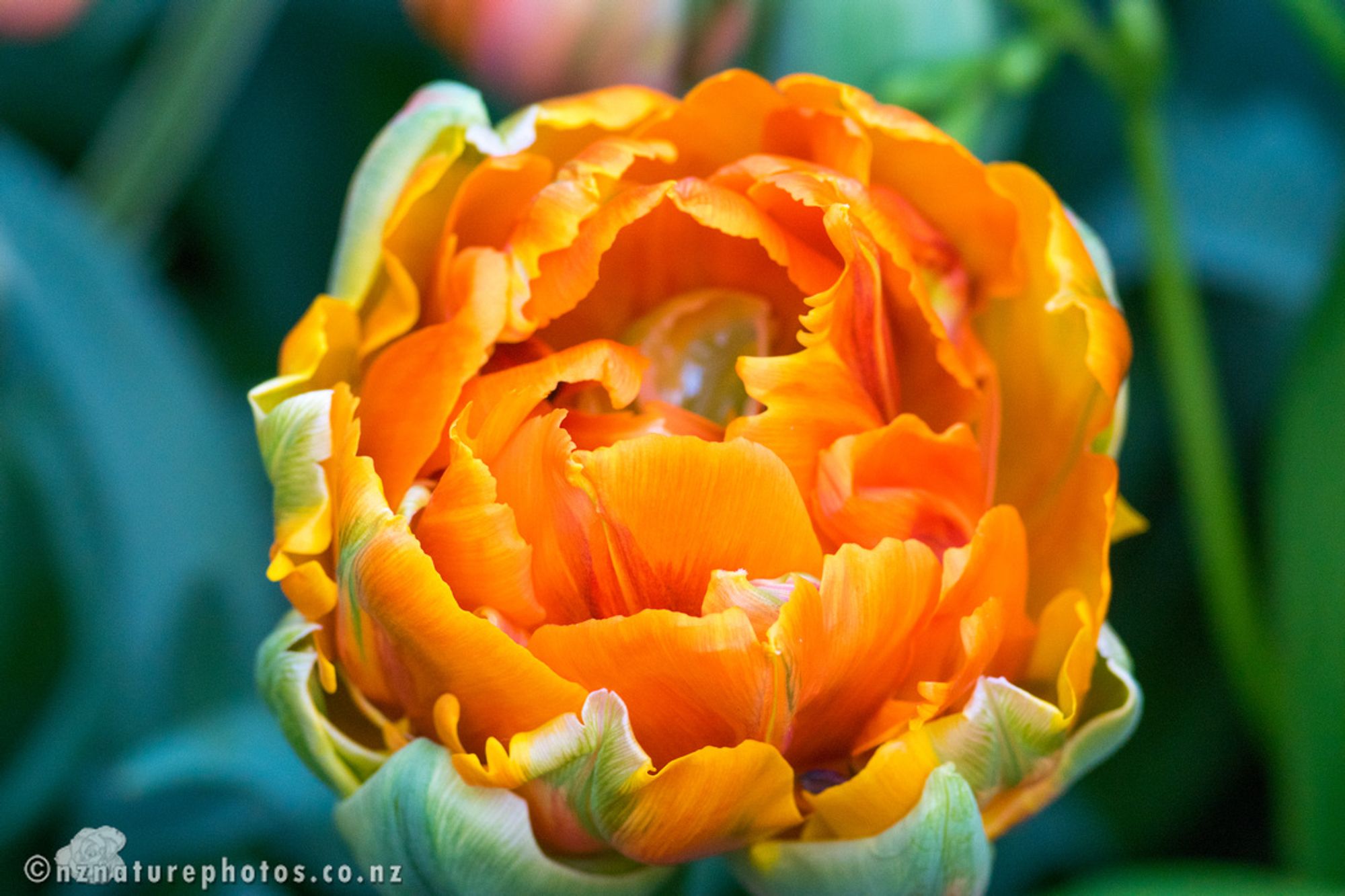 Orange tulip with tightly clustered petals, starting to open, in centre of frame. Behind the flower is the defocused background of green leaves and stalks.