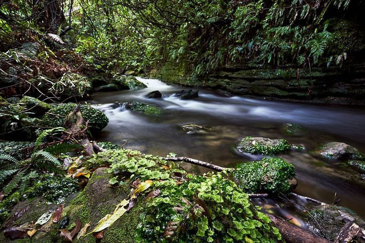 Rocks with moss and ferns in foreground with stream running left to right in frame. Rock wall and trees and ferns in the background 