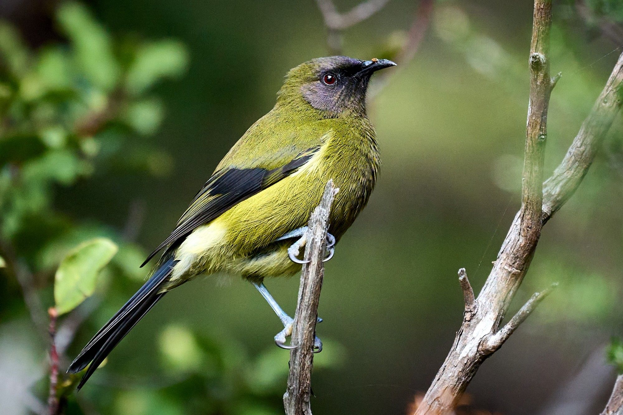 Yellow-green bird perched on small branch, in side profile facing the right edge of the frame. Trees and shrubs in background