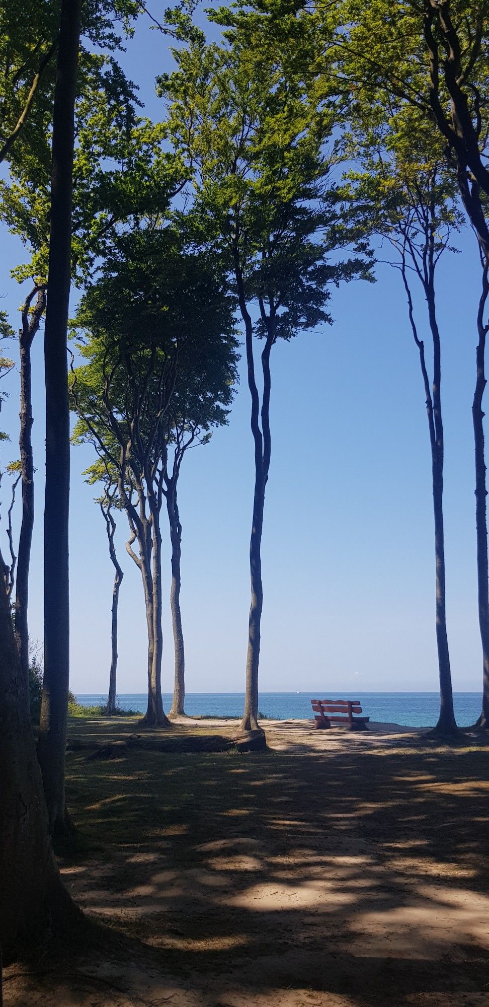 Eine Bank in einem skurrilen Wald. Man blickt auf die Ostsee.