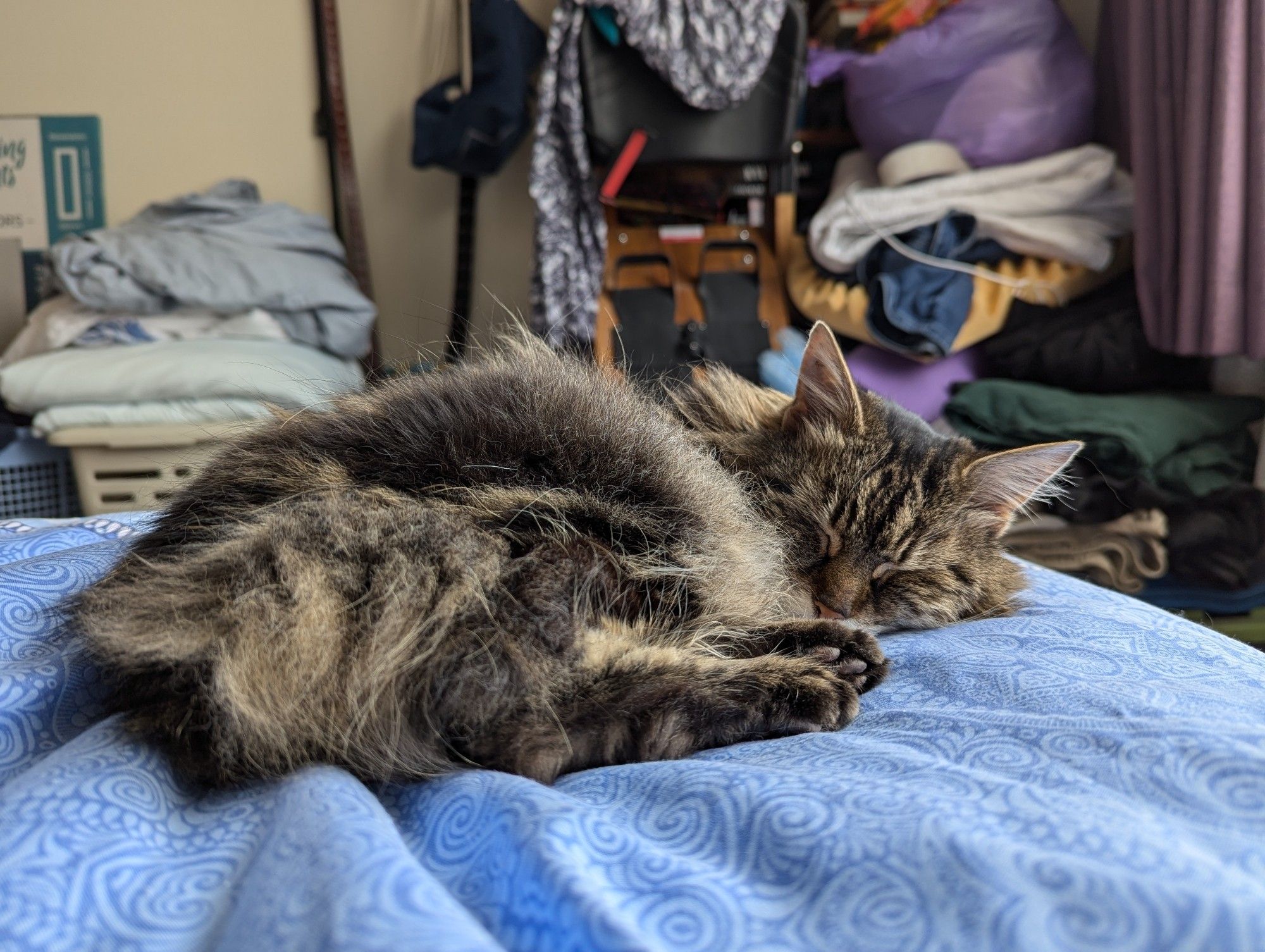 Long haired grey tabby curled up apparently asleep on a blue quilt, but her ears are straight up, listening to me taking the photo.