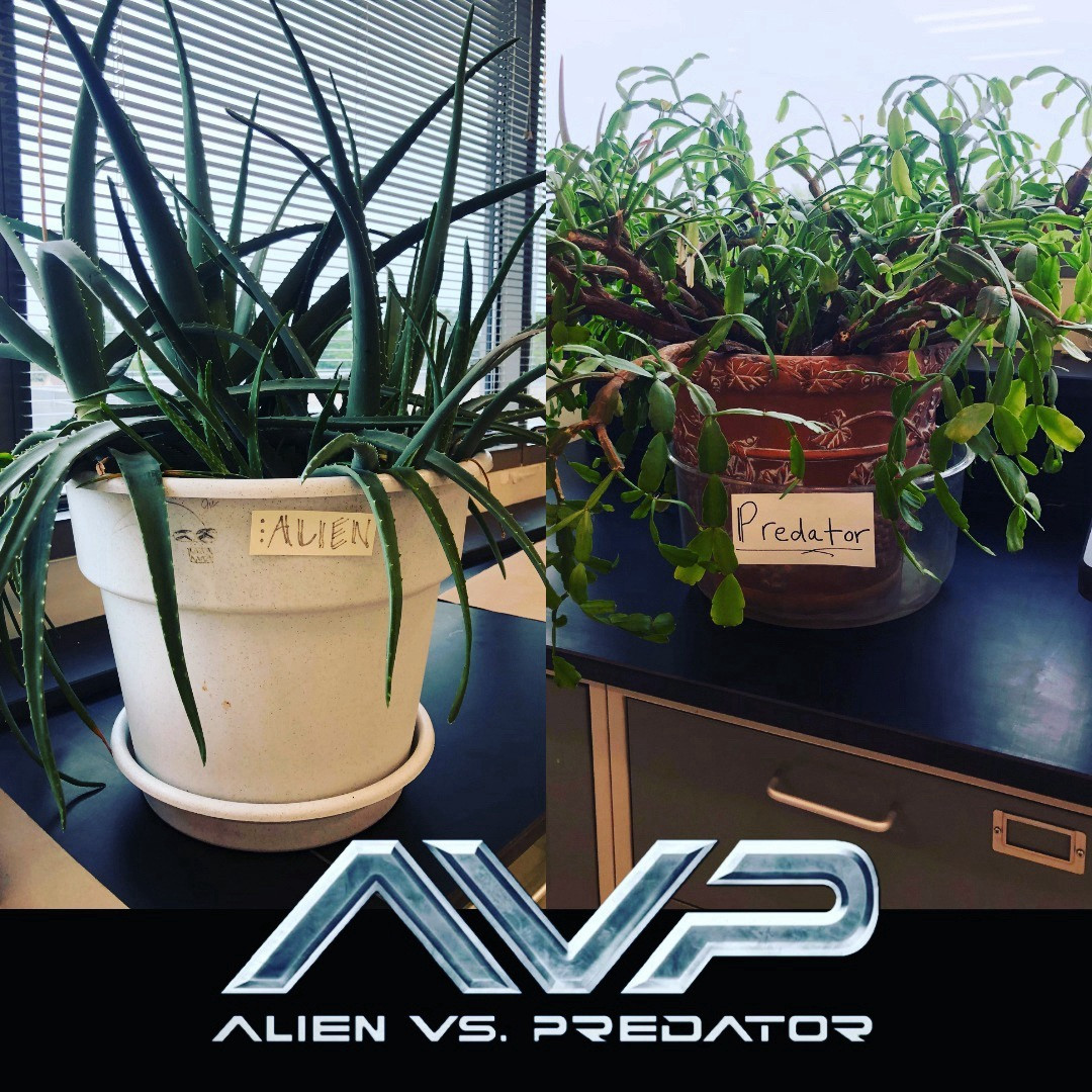 2 plants side by side - one given the name ‘Alien’ and the other, ‘Predator.’