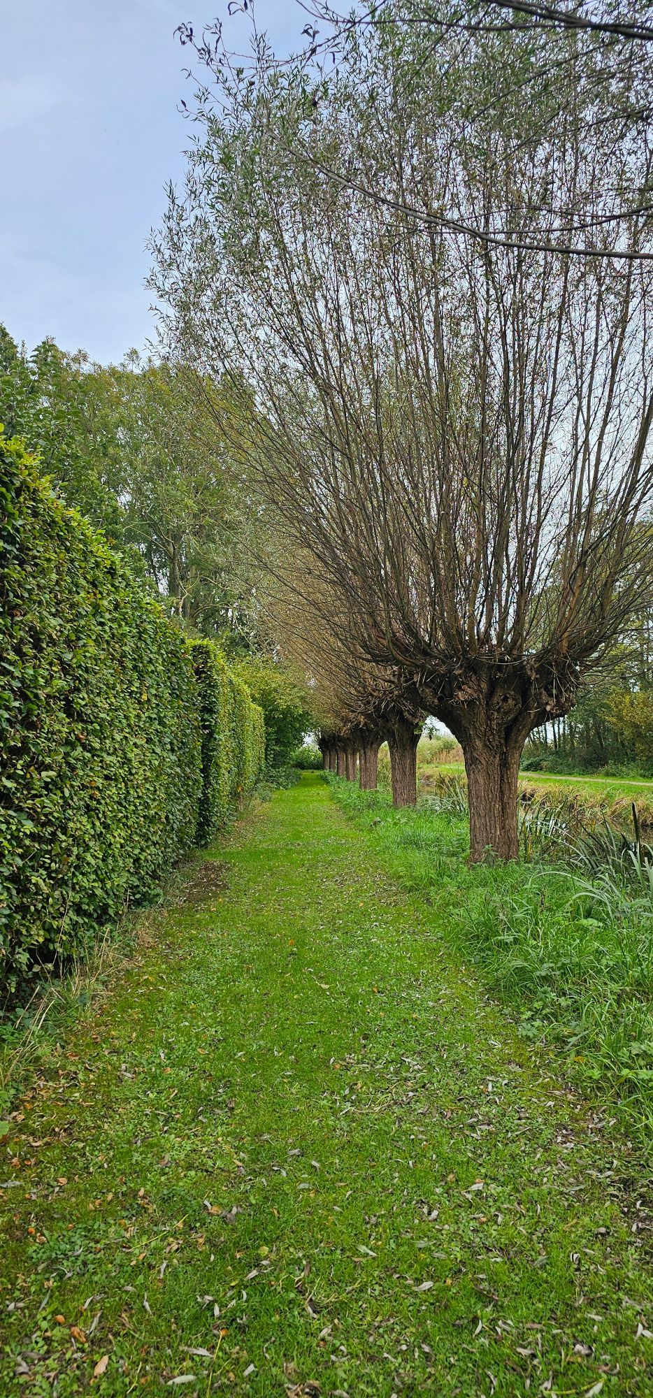 Groenstrook. Links beukenhaag. Rechts wilgen