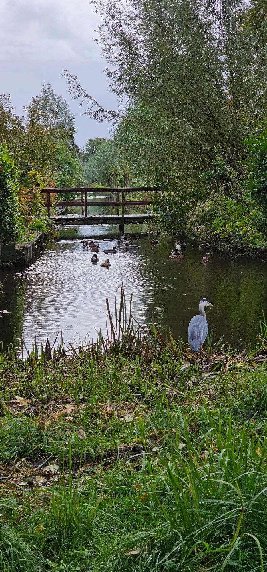 Een sloot met daarvoor een reiger en in de sloot eendjes. Er is een brug over de sloot. 