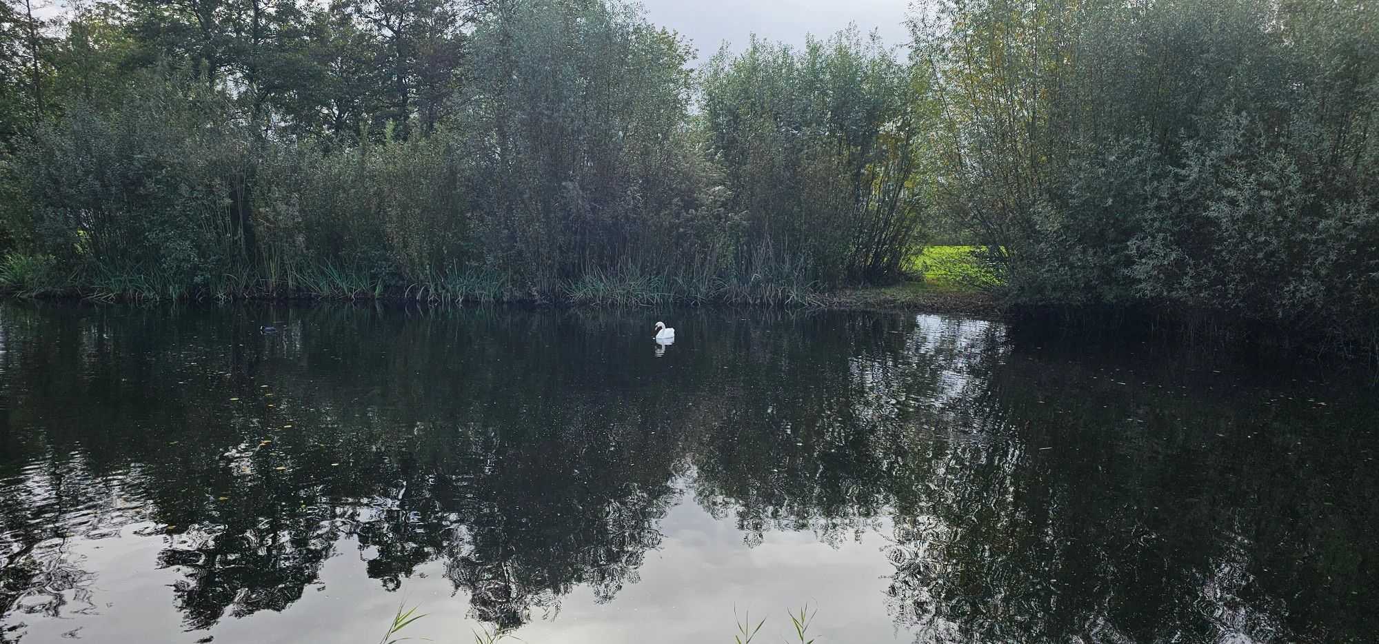 Een zwaan in een donkere vijver met groen eromheen