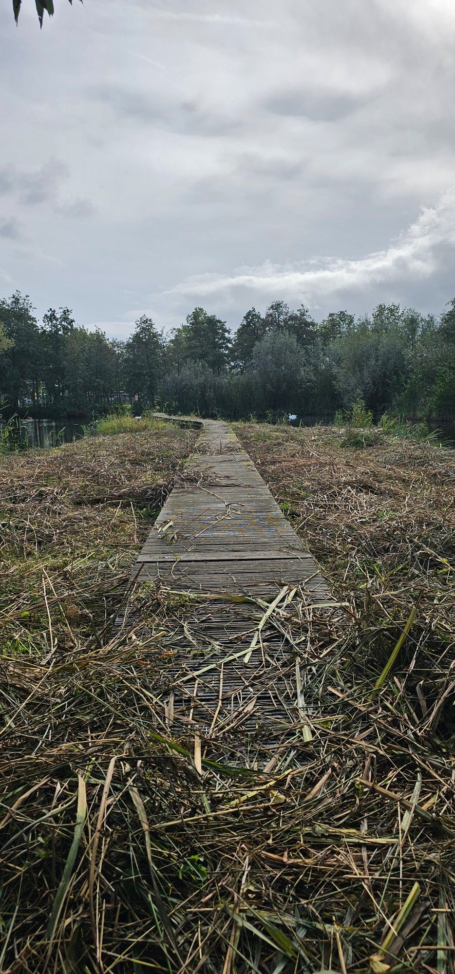 Een steiger met op de achtergrond bomen. Langs de zijden van de steiger is riet gekapt. 