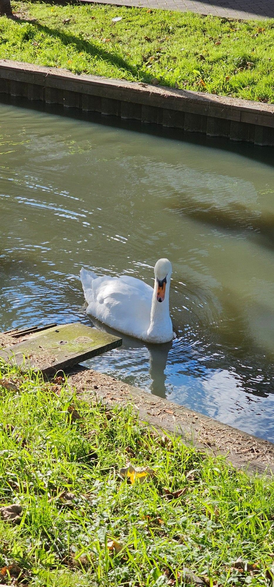 Zwaan in sloot