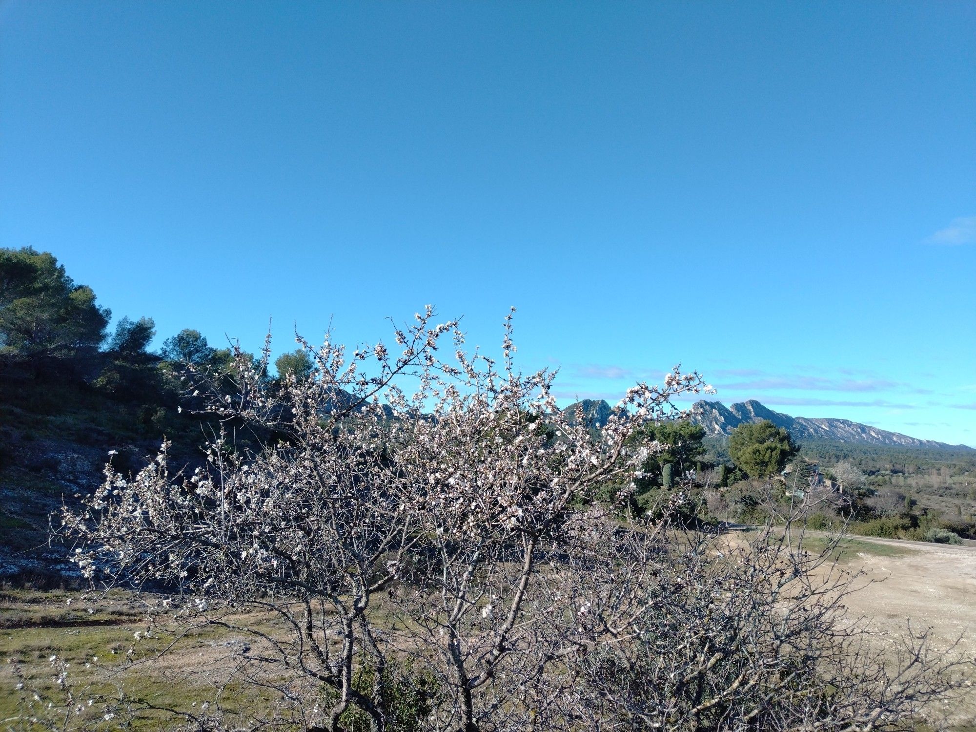 Chaine des Alpilles et amandiers en fleurs