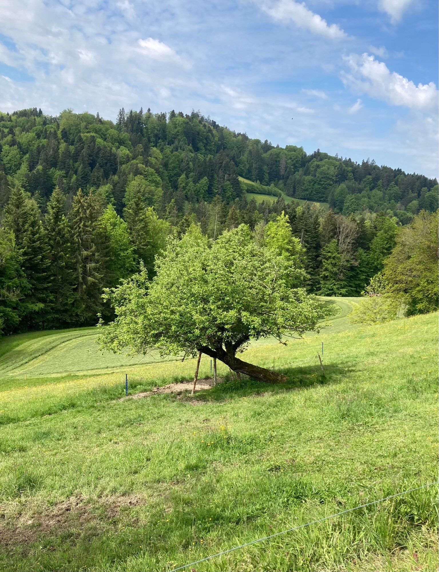 Beautiful green-leafed tree with a trunk in about 45 degrees, being held by supports