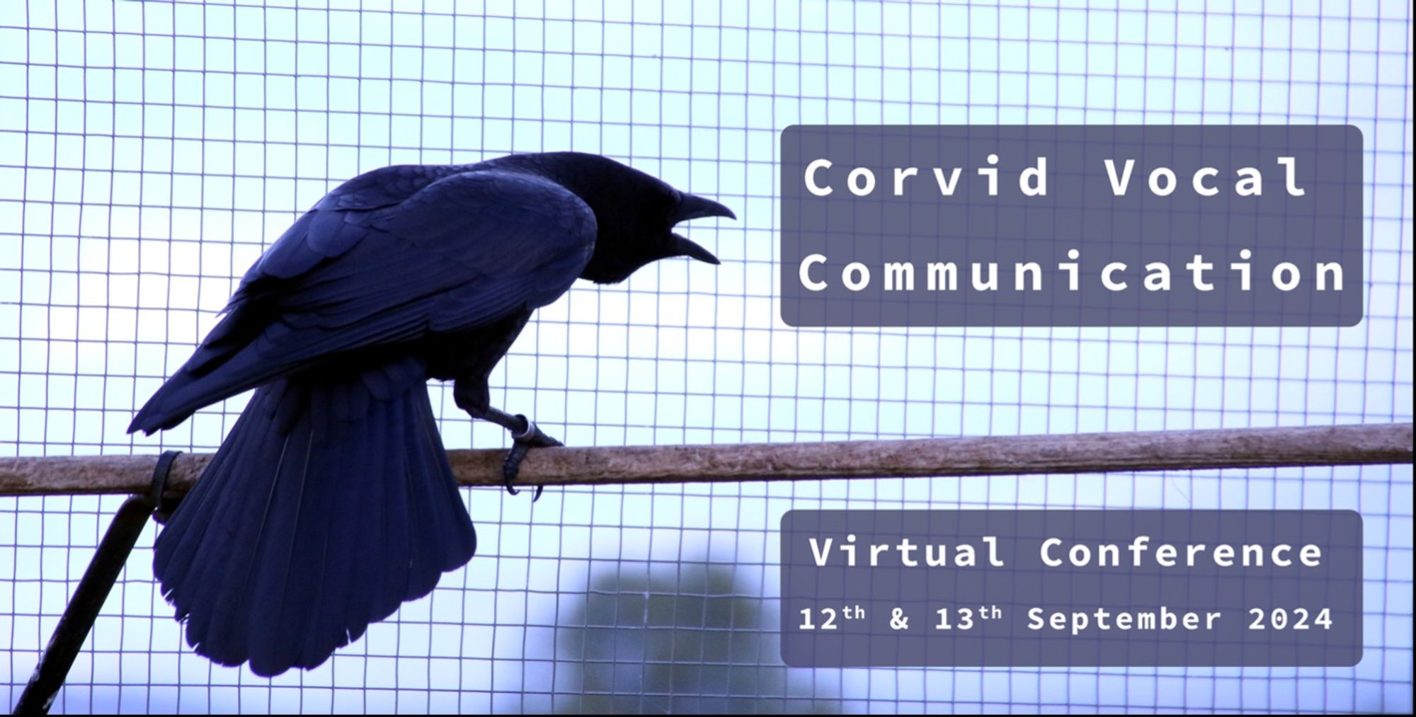 Picture of a vocalising crow announcing virtual conference on corvid vocal communication, 12th and 13th September 2024