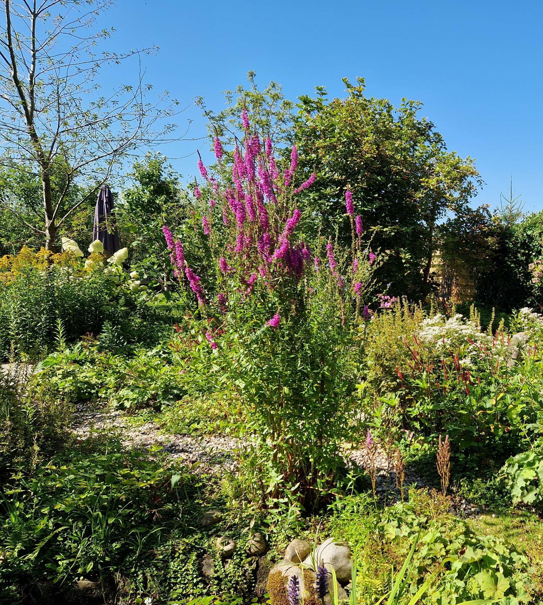 Stukje tuin met een enorme bloeiende kattenstaart, geniet hier enorm van.