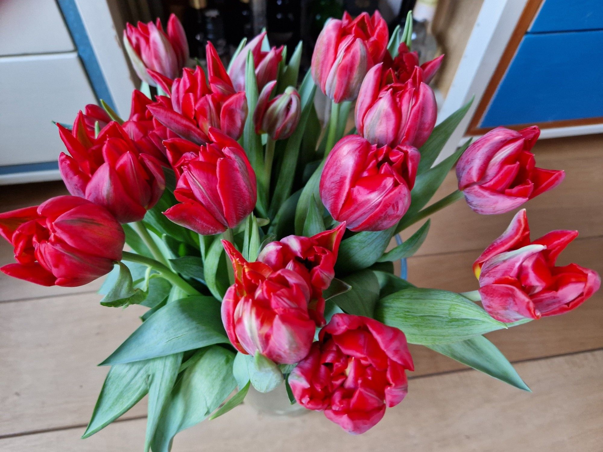 En weer prachtige rode tulpen!