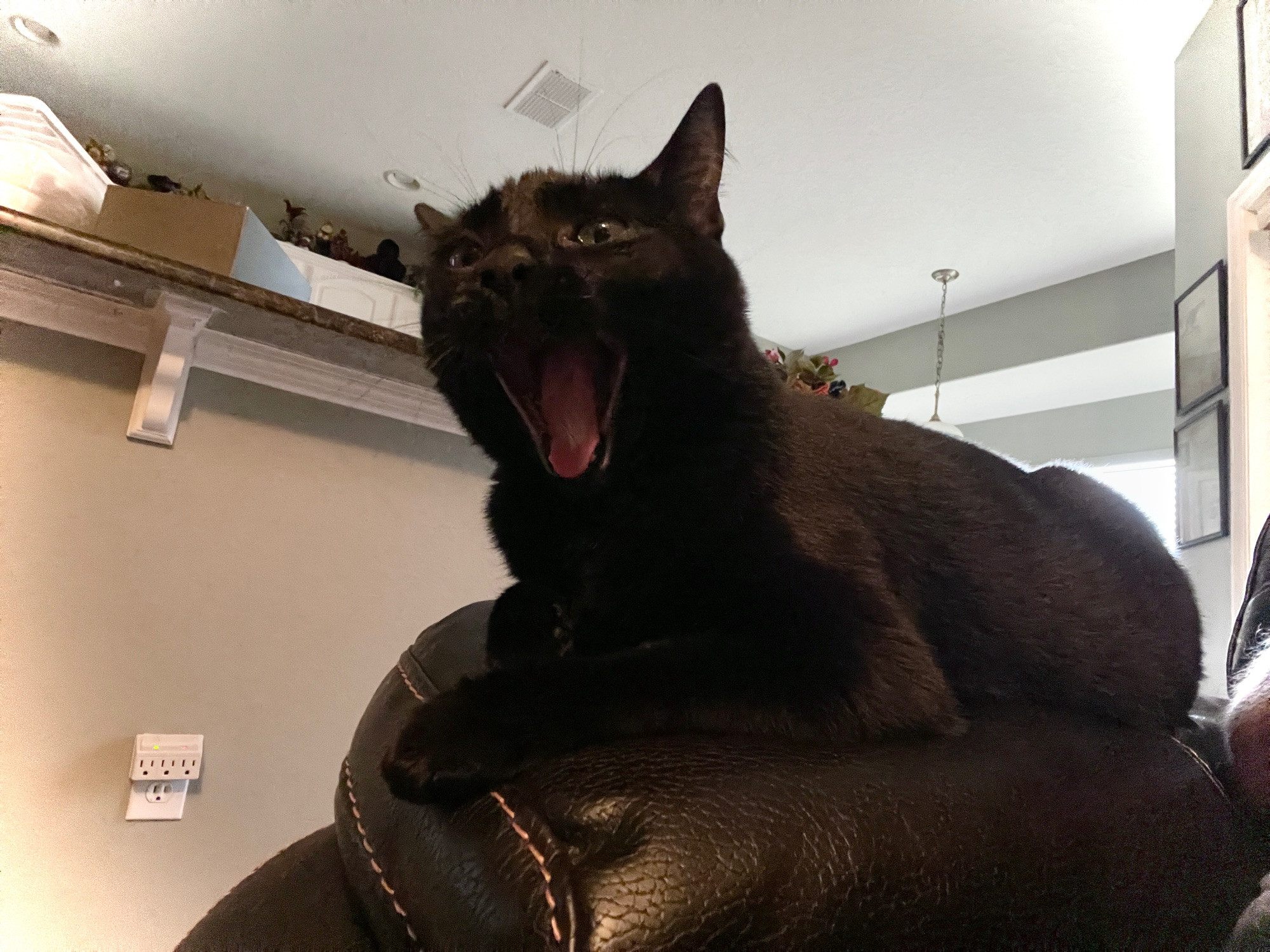 Tiny Tina, a black cat, yawns big.