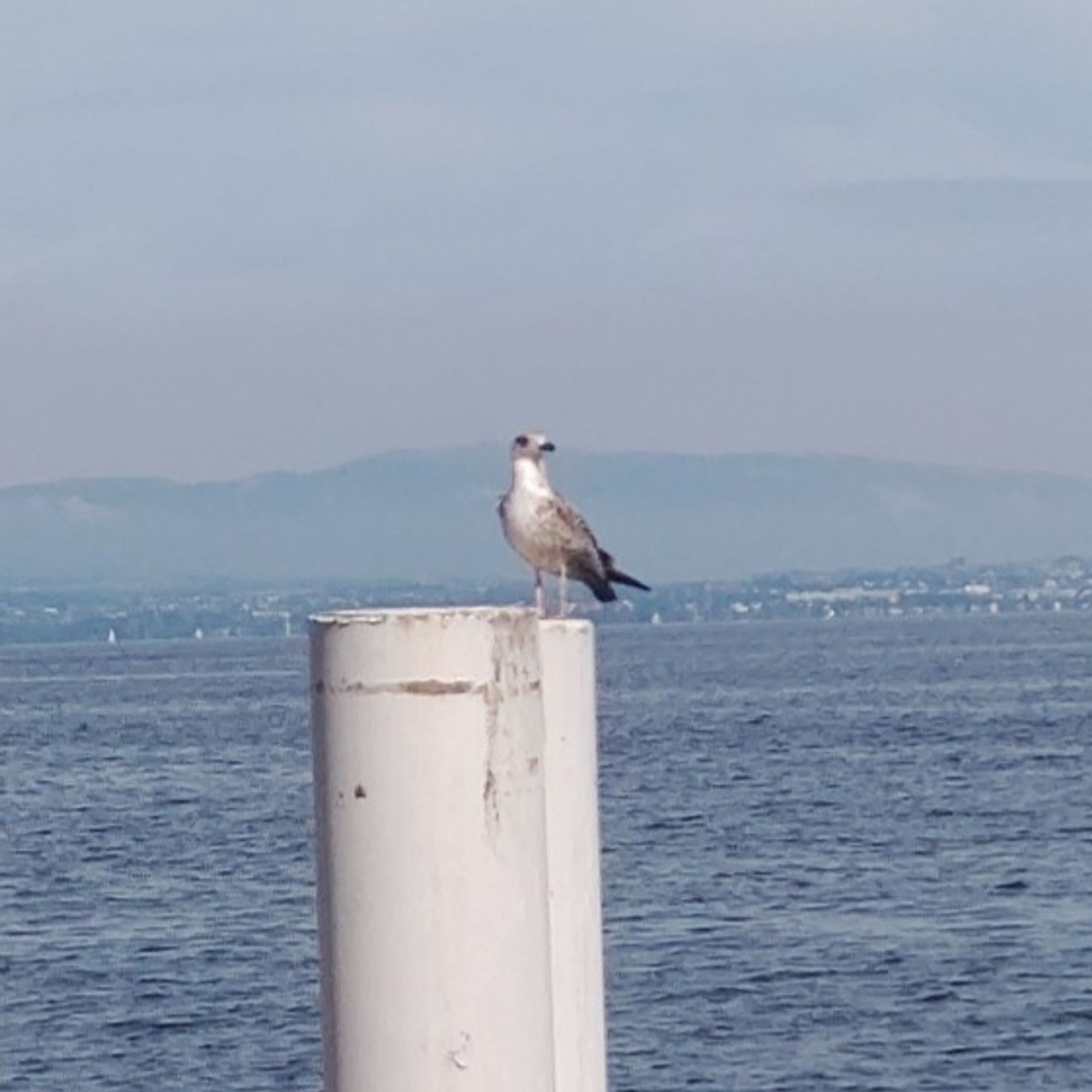 Möwe am Schiffsteg in Evian-les-Bains.