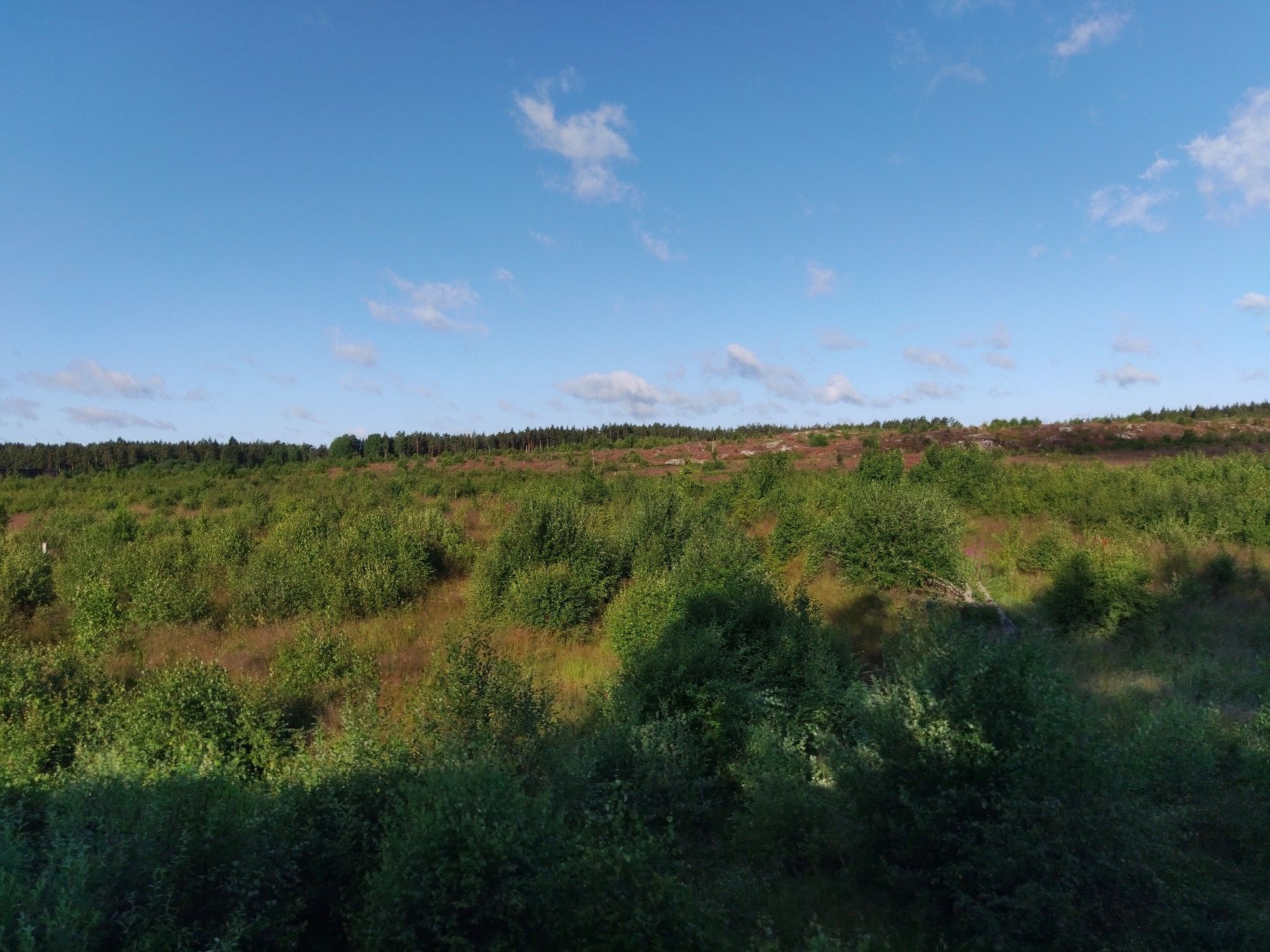 Buschlandschaft entlang der Strecke