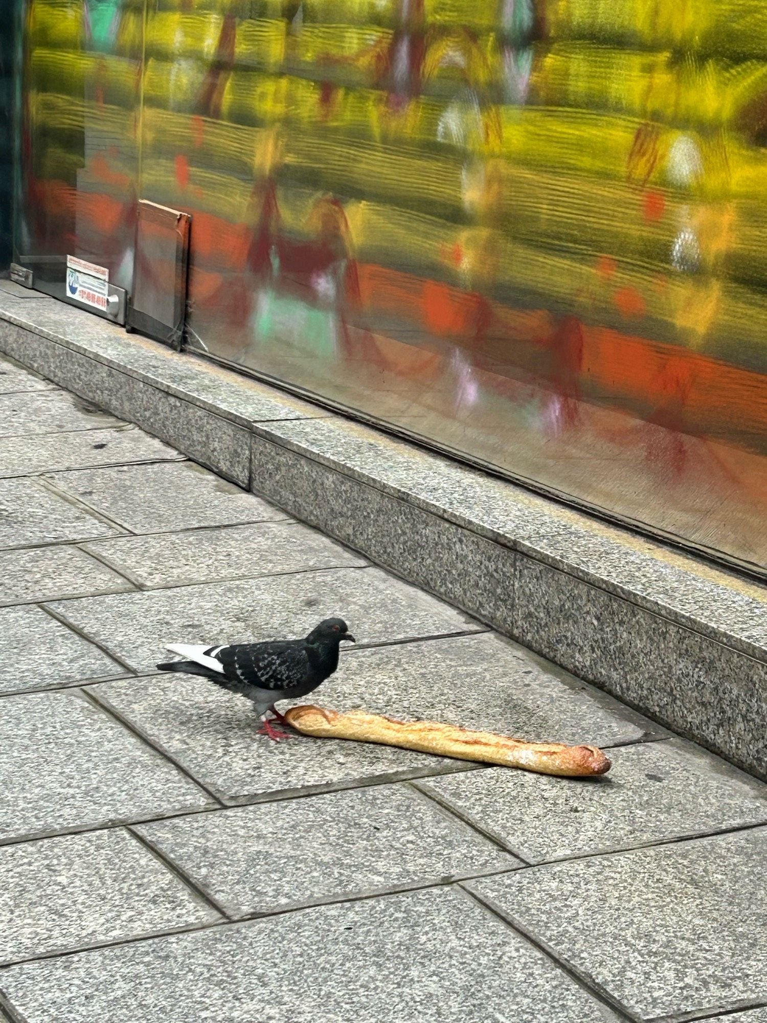 A pigeon on the footpath, next to a baguette