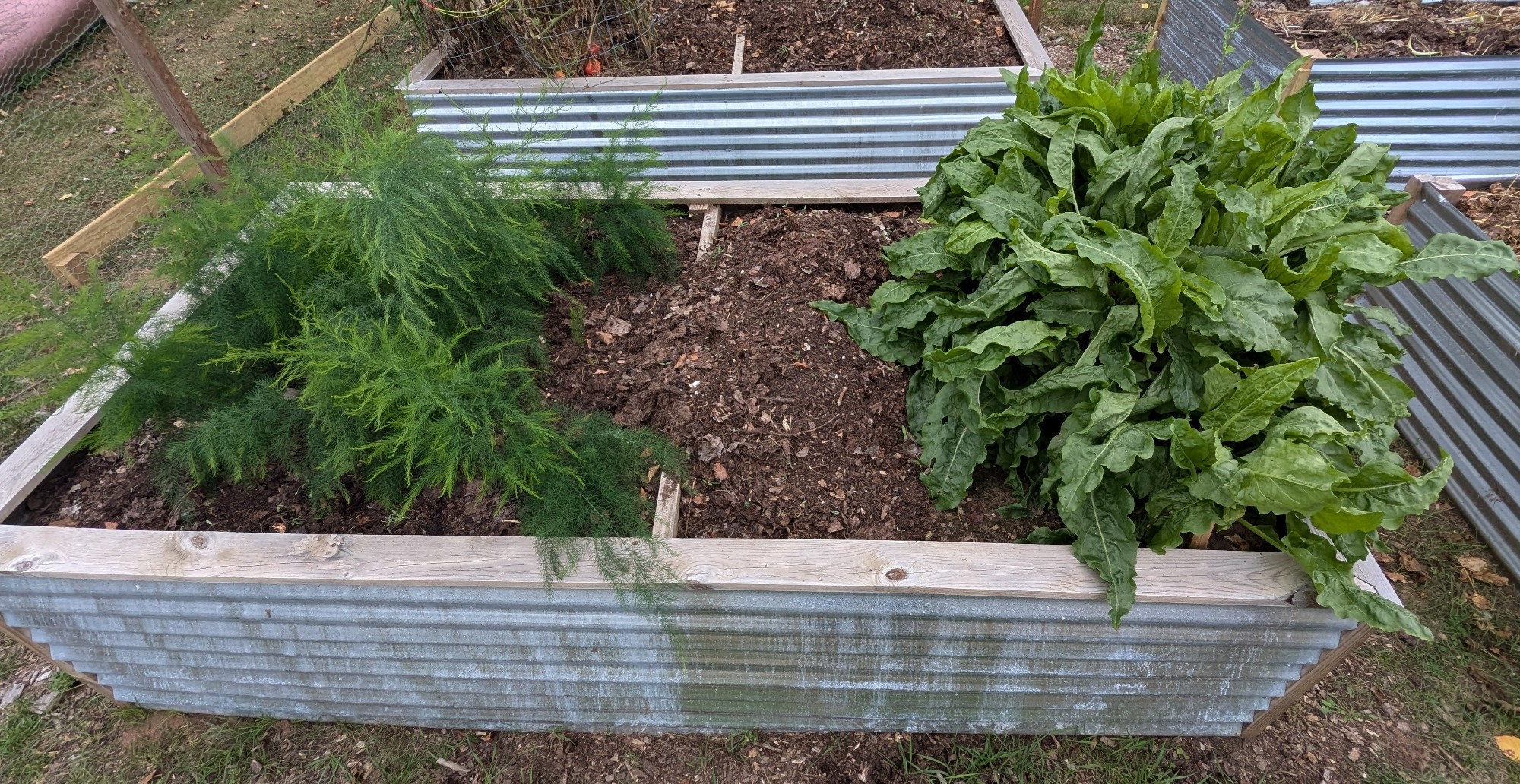 French sorrel and asparagus in a raised bed.