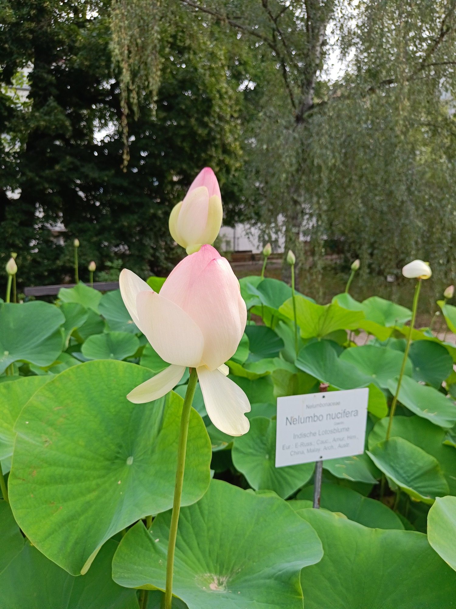 Noch geschlossene rosa Lotusblüten ragen über die grünen Lotosblätter hinaus. Ein Schild gibt Informationen zu den Pflanzen.