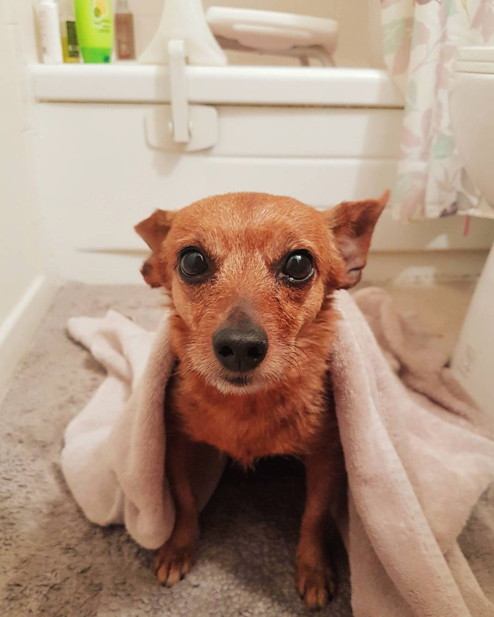 Abby, much younger and with fur still fully red, sits on the floor of a different bathroom, partially wrapped in a towel, looking nervous.