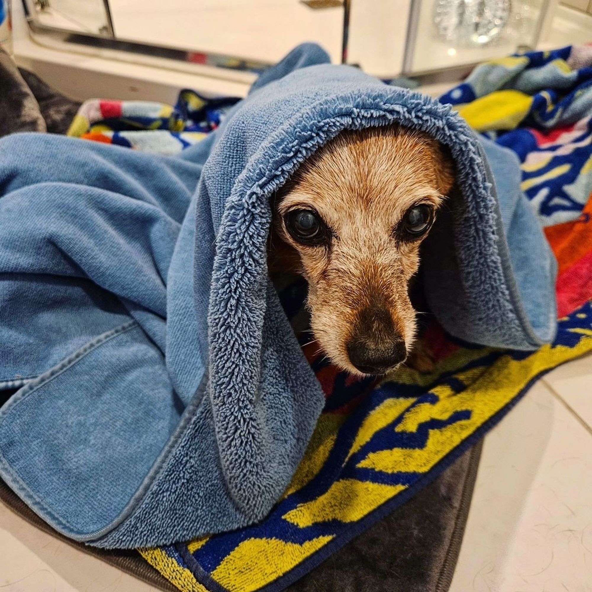 Abby, my elderly brownish-red chihuahua mix, whose face has gone almost completely white, sits on my bathroom floor and peers out from under a towel with big nervous brown eyes.