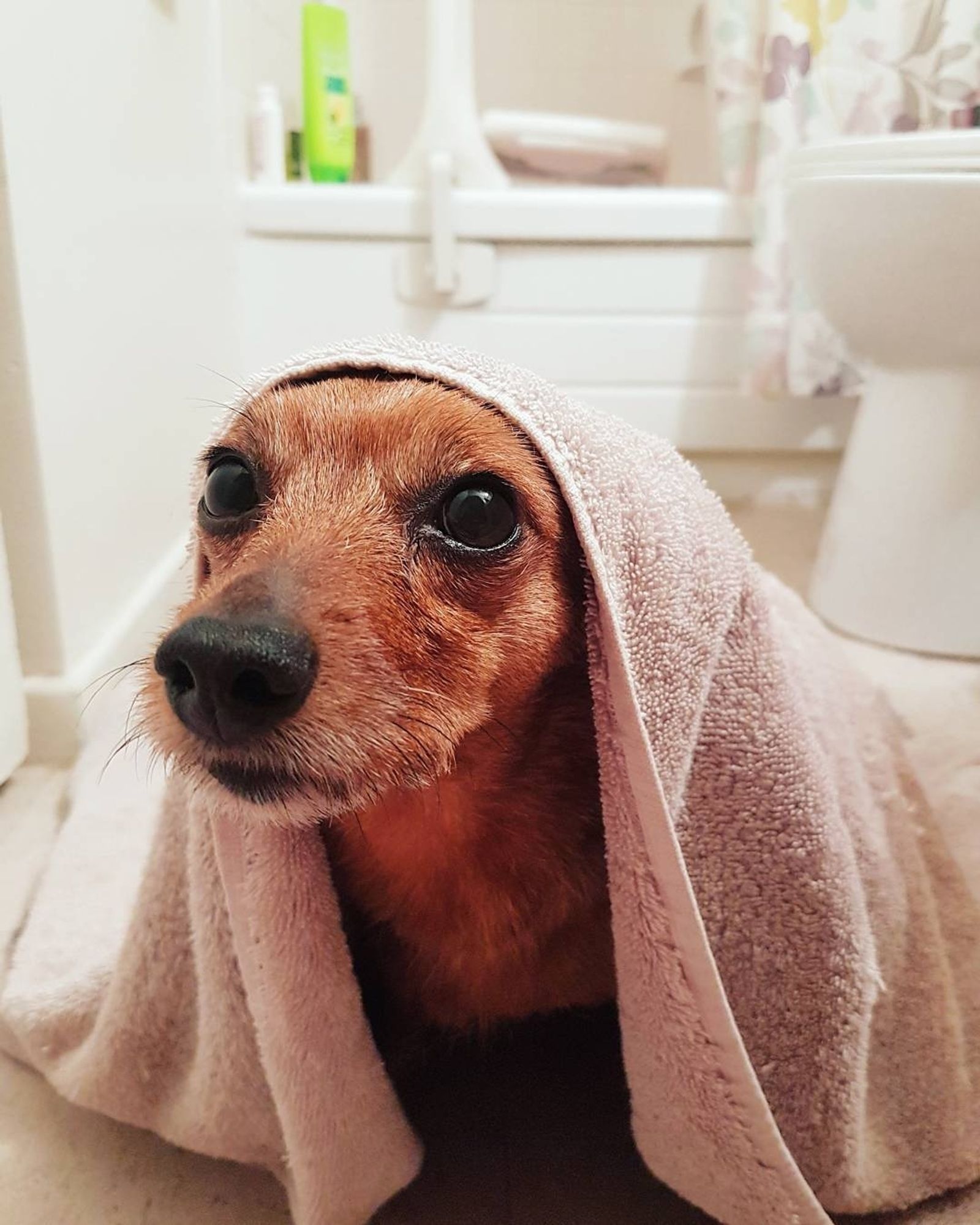 Abby, much younger and with fur still fully red, sits on the floor of a different bathroom and peers out from under a towel with big nervous brown eyes.