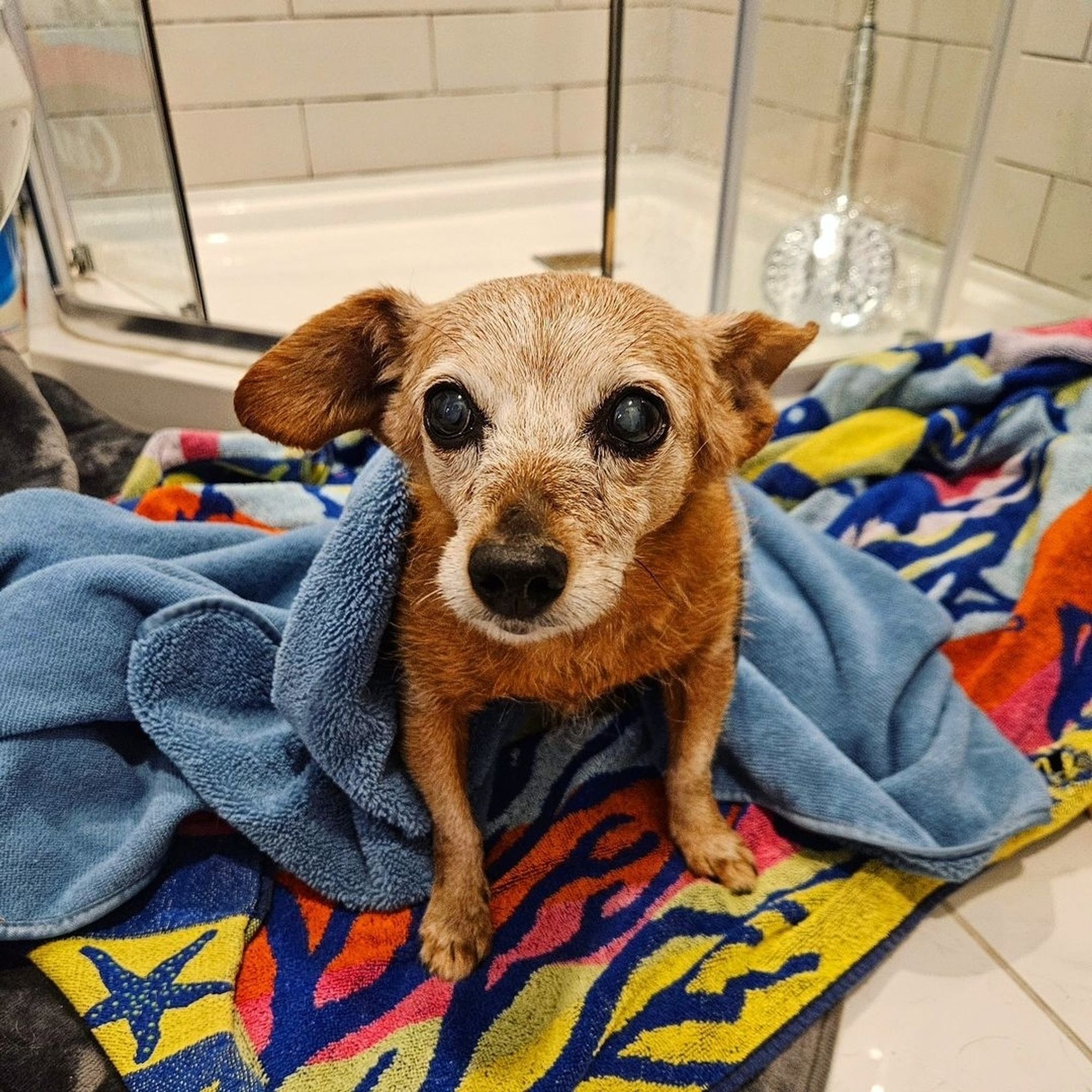 Abby, my elderly brownish-red chihuahua mix, whose face has gone almost completely white, sits on my bathroom floor, partially wrapped in a towel, looking nervous.