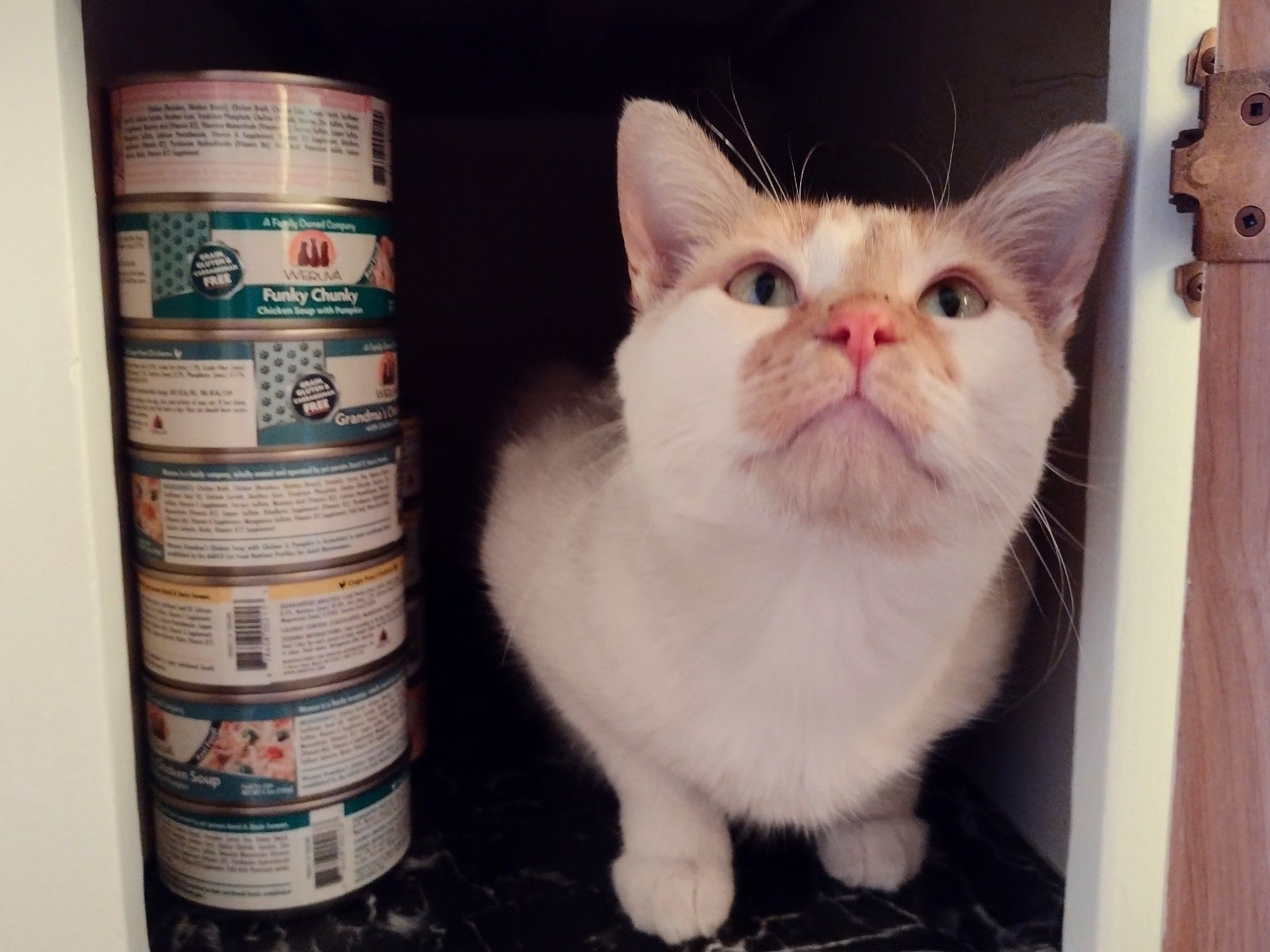 Cheddar sits low inside the cupboard. To his left is a stack of cans. He is looking upwards, towards the camera.