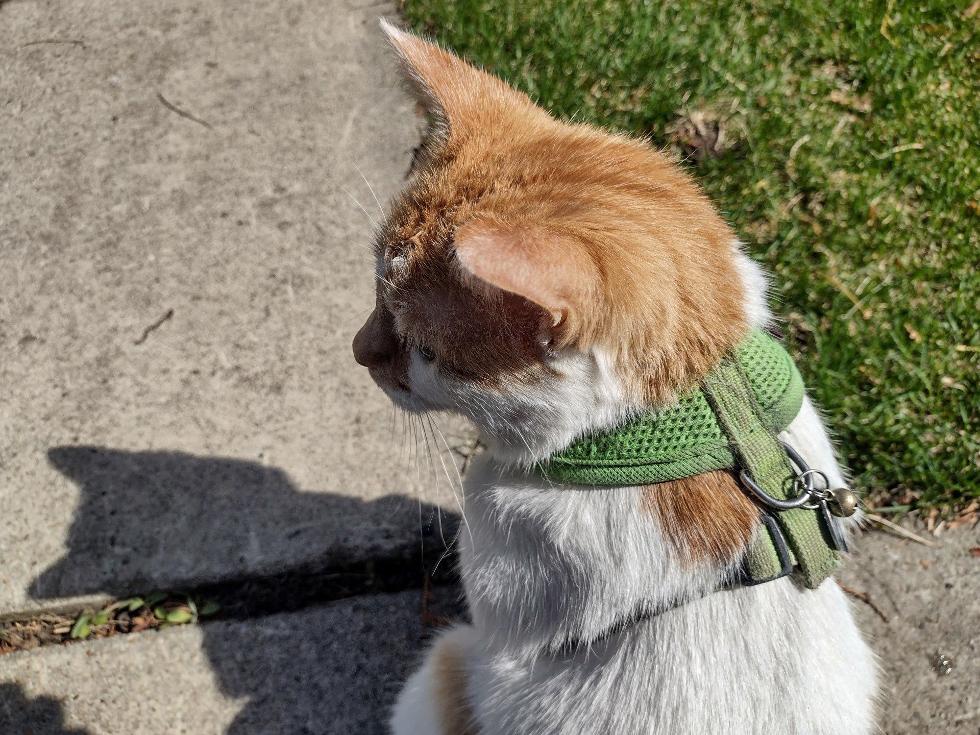 Cheddar sits on the sidewalk, looking towards the left. On his left side, his shadow, a silhouette of his head, can be seen.