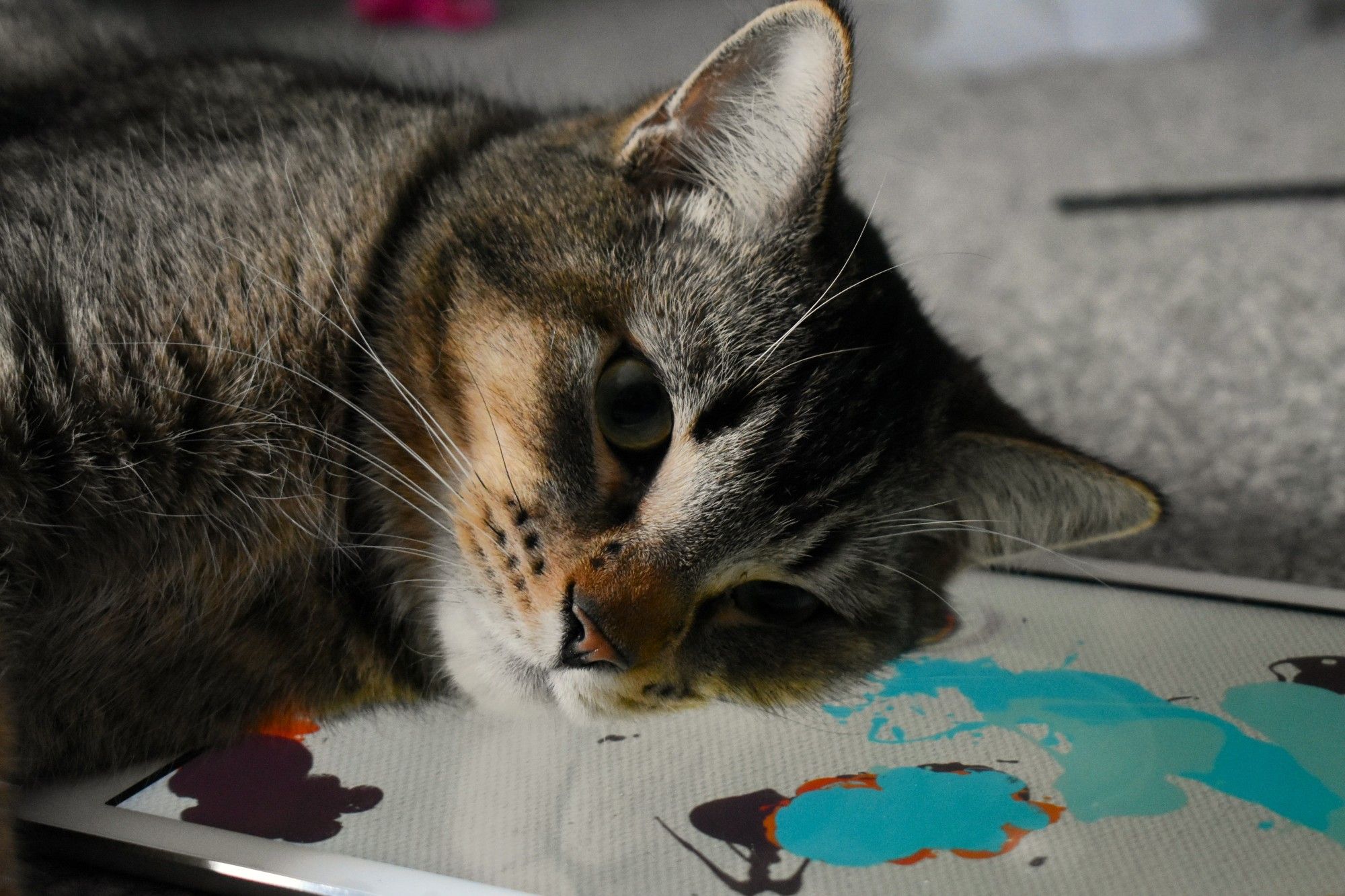 Closeup of Figgy as he rests his head on top of an iPad. On the screen, the painting game that features a colourful mouse is displayed.