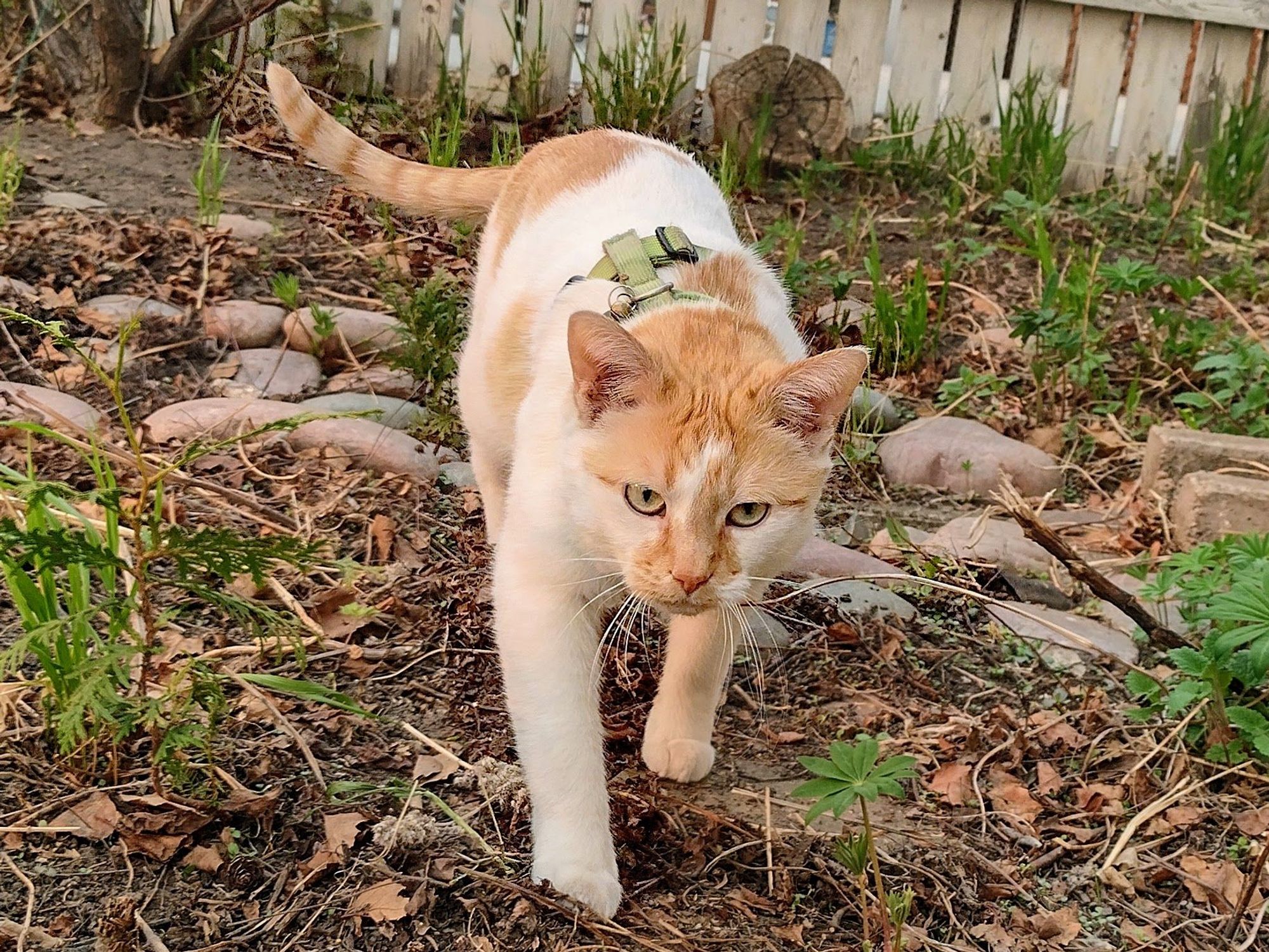 Cheddar walks towards the camera, with a serious expression, pretending that he's a fierce lion.