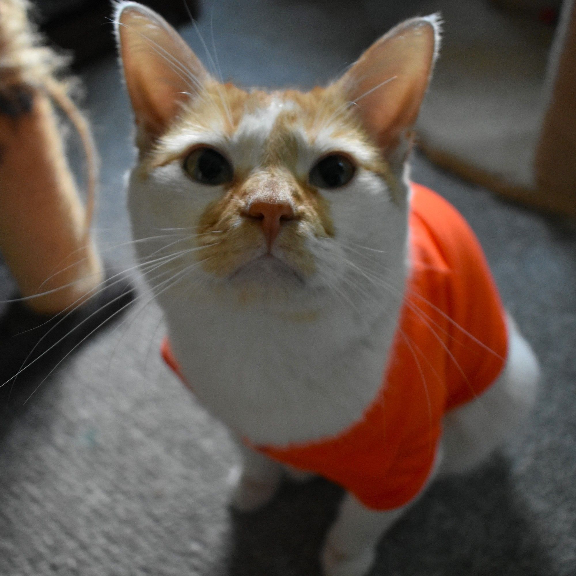 Cheddar sits, wearing an orange shirt, looking up at the camera with a serious yet compassionate expression.