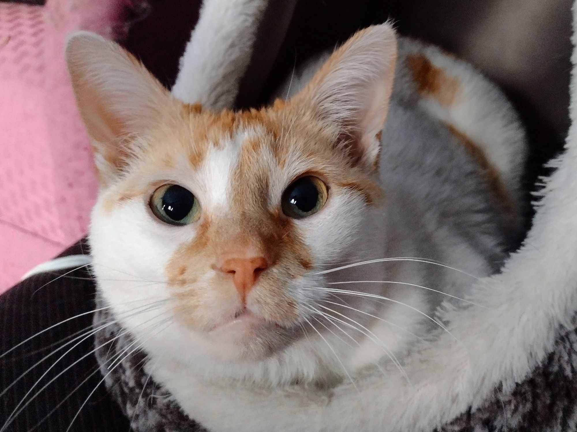 Cheddar looks towards the camera with big eyes as he lays in his cave bed.