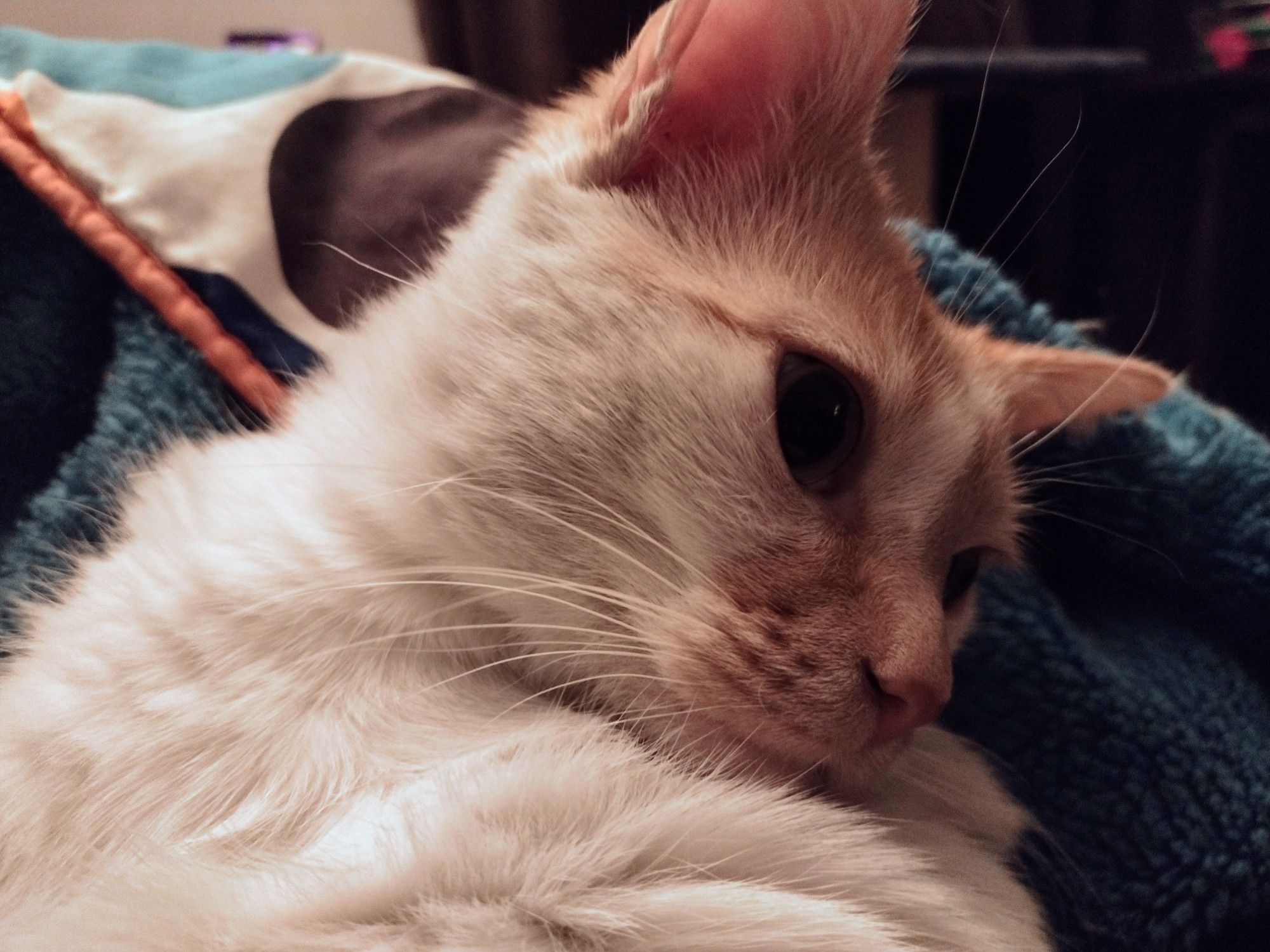 Closeup of Cheddar, looking sweet, with his head turned to the right and a smile on his face.