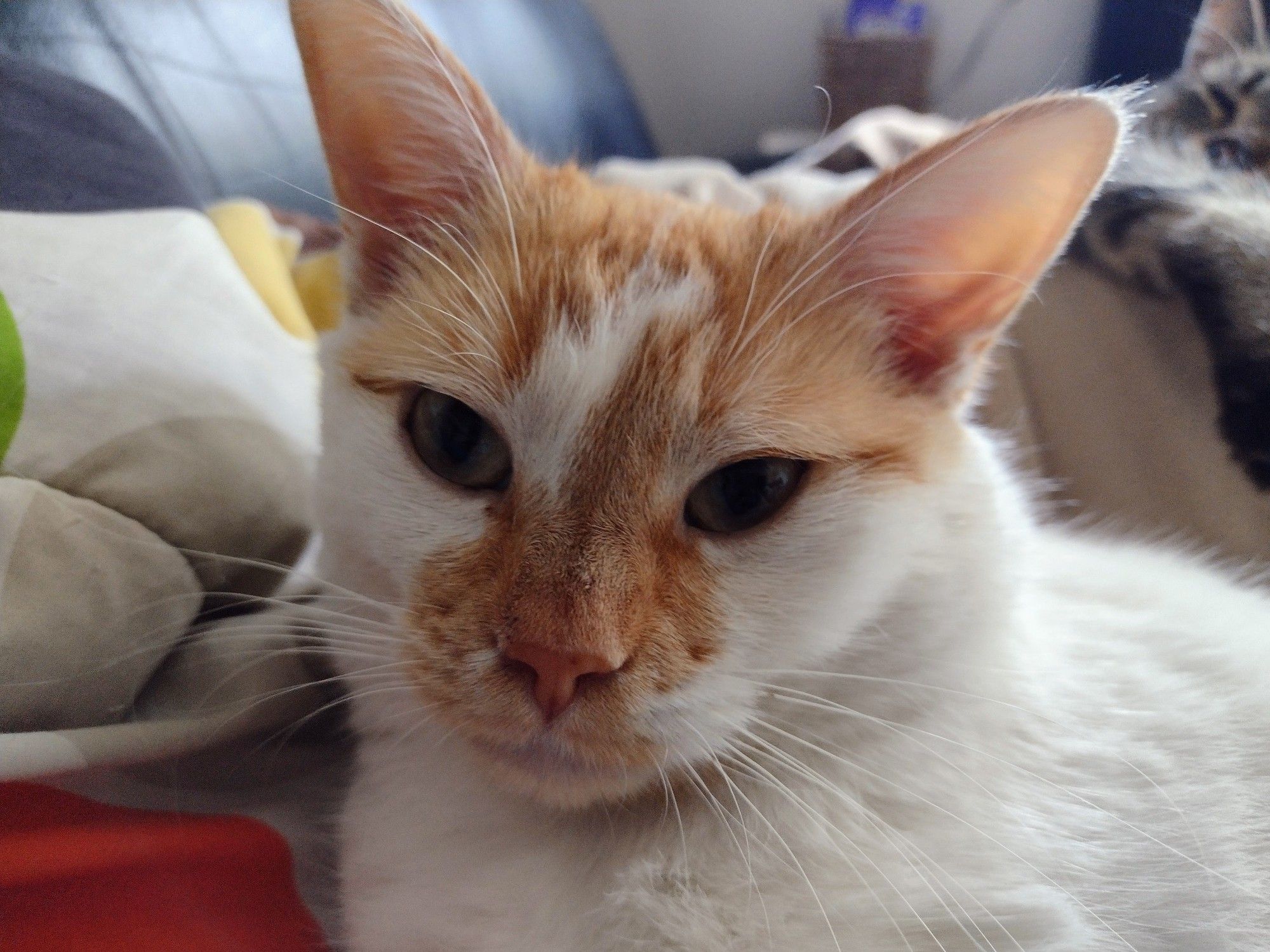 Cheddar lies on a blanket with his mama, who is not shown, and has a concerned expression on his face. In the background, Figgy can be seen sleeping, with his arm draped over his mama's leg.