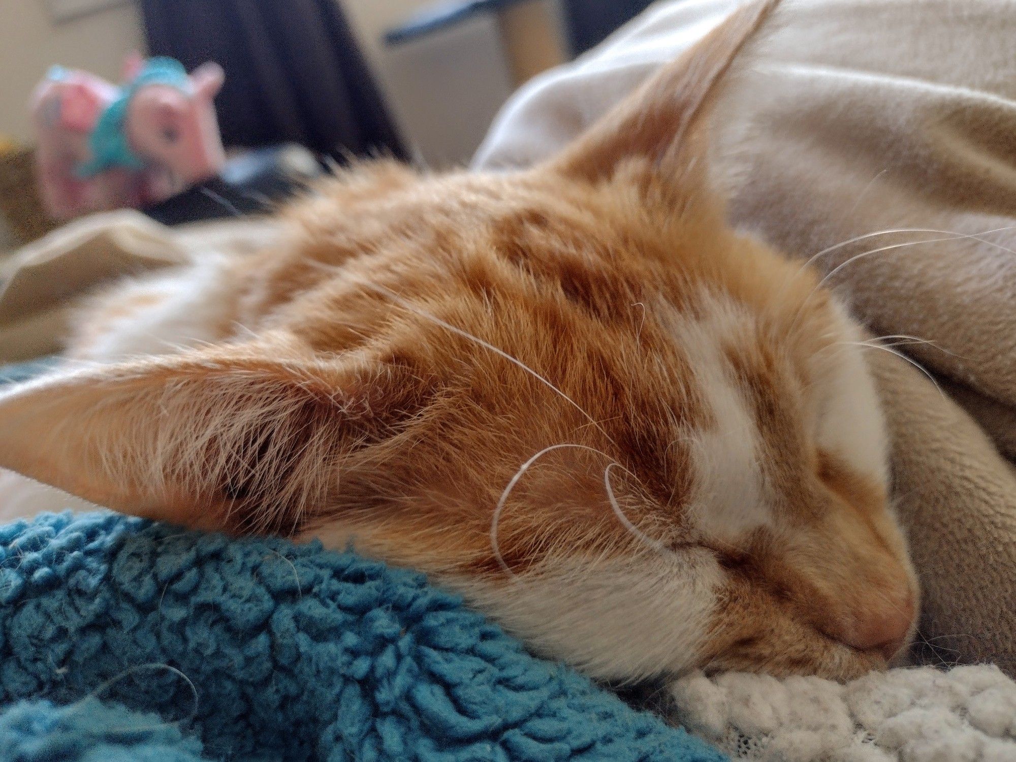 Closeup of Cheddar as he sleeps in the blankets.