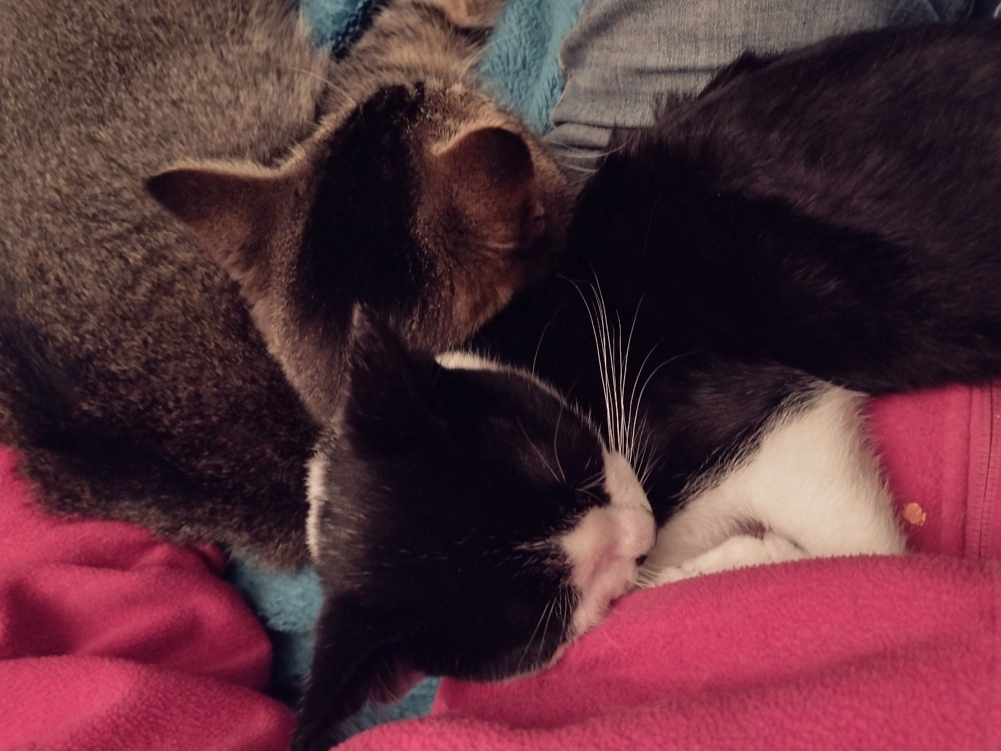 Viewed from above, Figgy and the foster baby sleep close togehter, with Figgy on the left and the foster baby on the right. Their heads are next to each other, facing opposite directions.