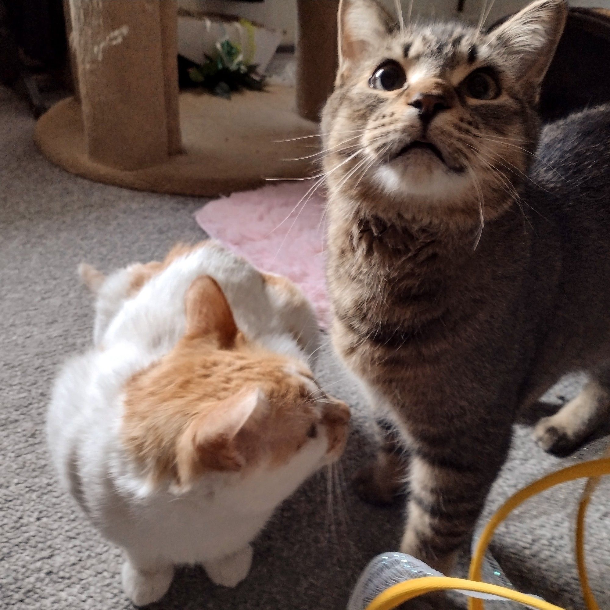 Cheddar sits low on the floor, with his head turned to the right. Figgy is standing beside him, to the right, looking at the camera with big eyes.