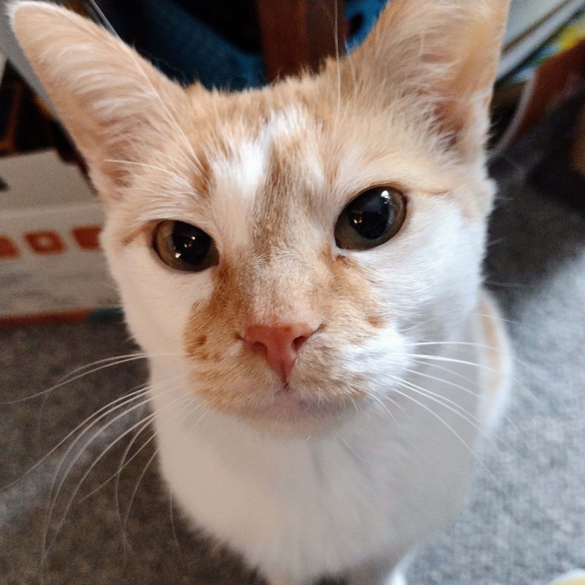 Cheddar poses, looking at the camera with a caring and concerned expression on his face.