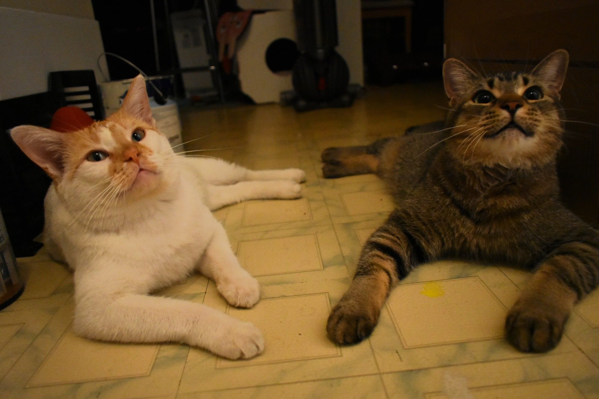 Cheddar (on the left) and Figgy (on the right) lie on the floor, side by side.