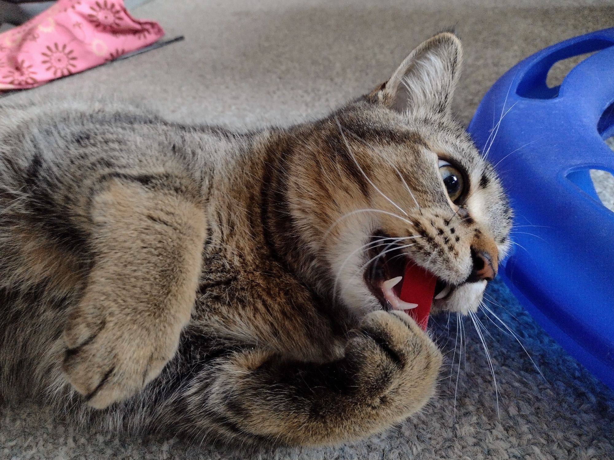 Figgy lies on his side on the floor. In his left paw he holds a red velcro cable loop as he bites it.