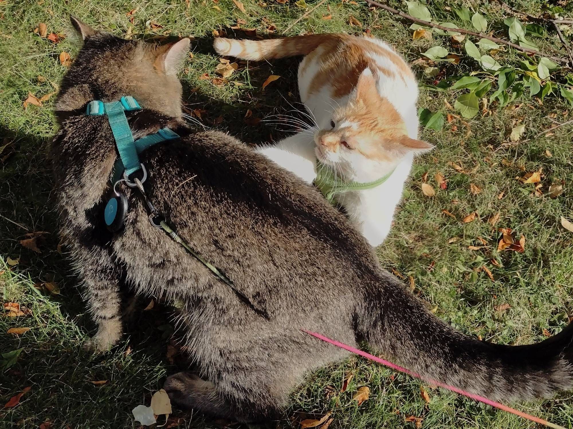 Figgy is in the foreground, looking down at Cheddar in the background. Cheddar is lying on his stomach and his right arm is lifted towards Figgy as Figgy prepares to attempt a pounce.